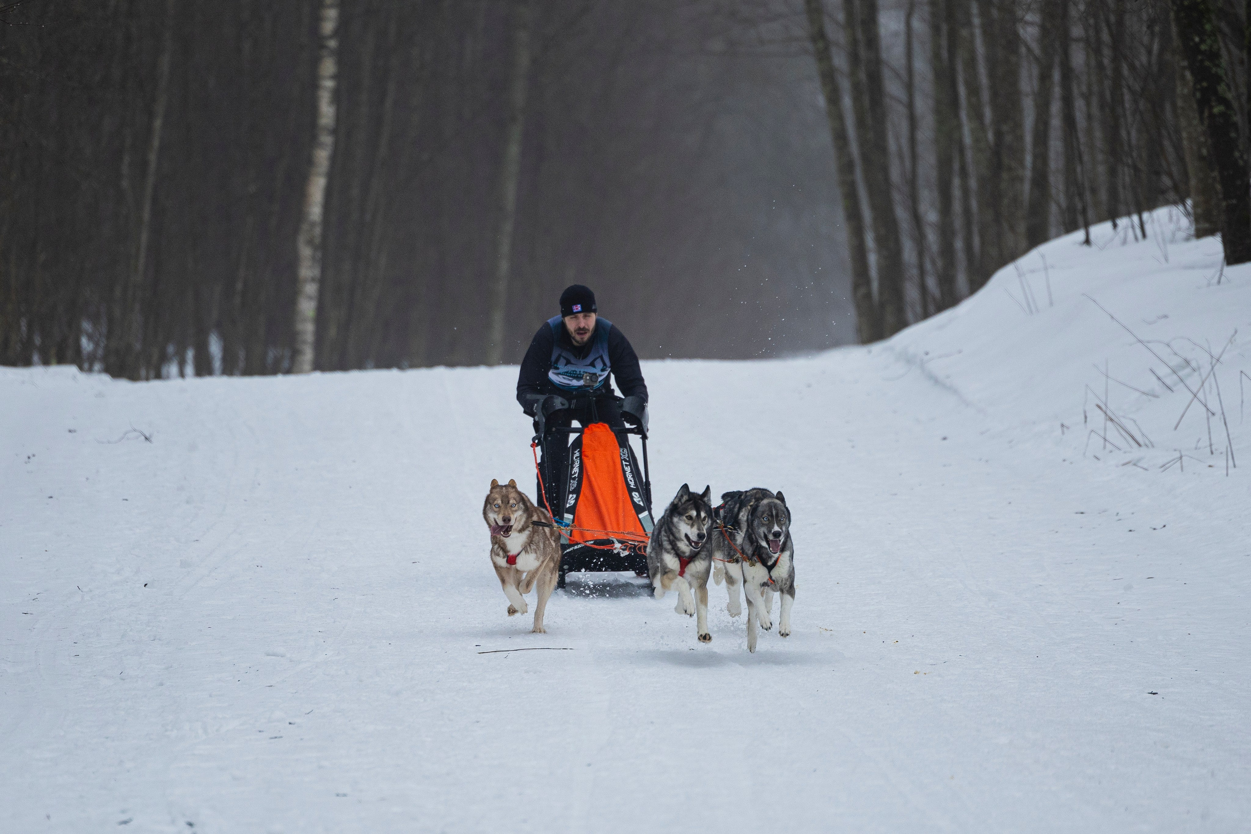 Зимний Чемпионат Санкт-Петербурга по ездовому спорту. Фотограф-анималист Анна Маринич