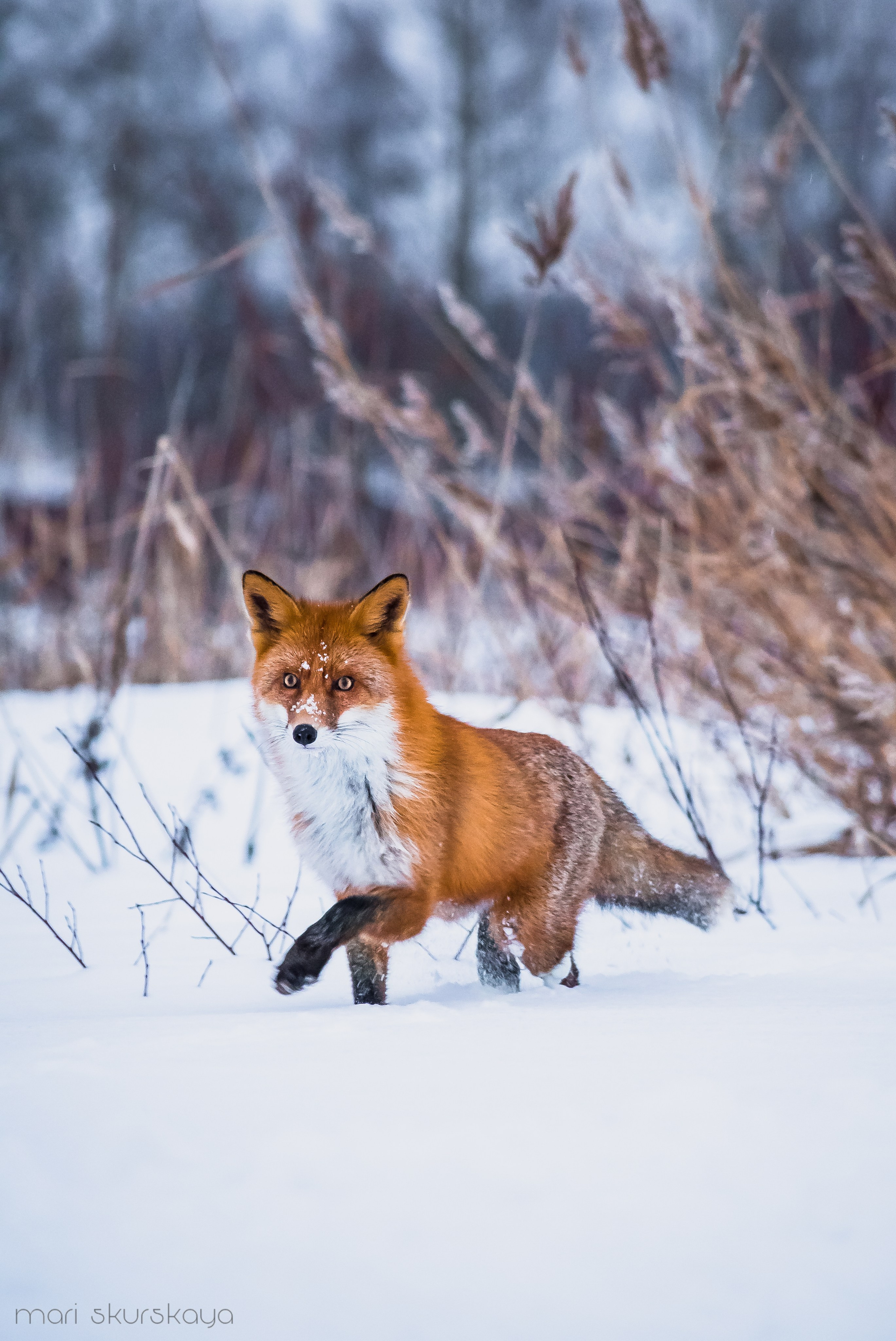 Природа. Мотофотограф в Санкт-Петербурге Мария Скурская