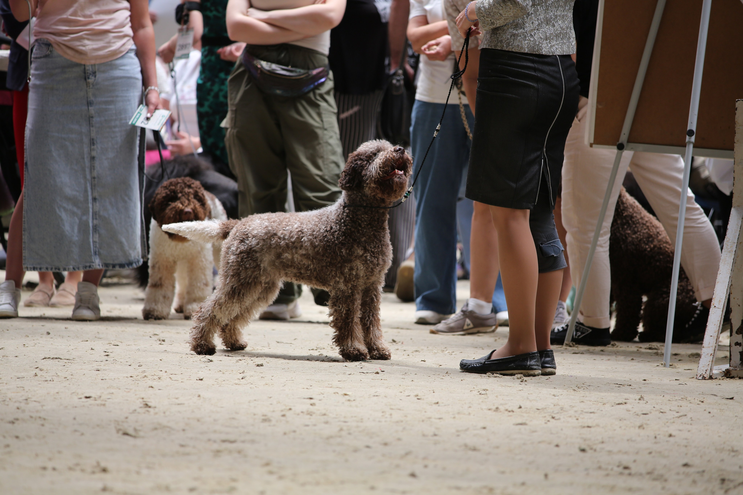 Съемка собак. Анималистика. Репортаж. Индивидуальная съемка