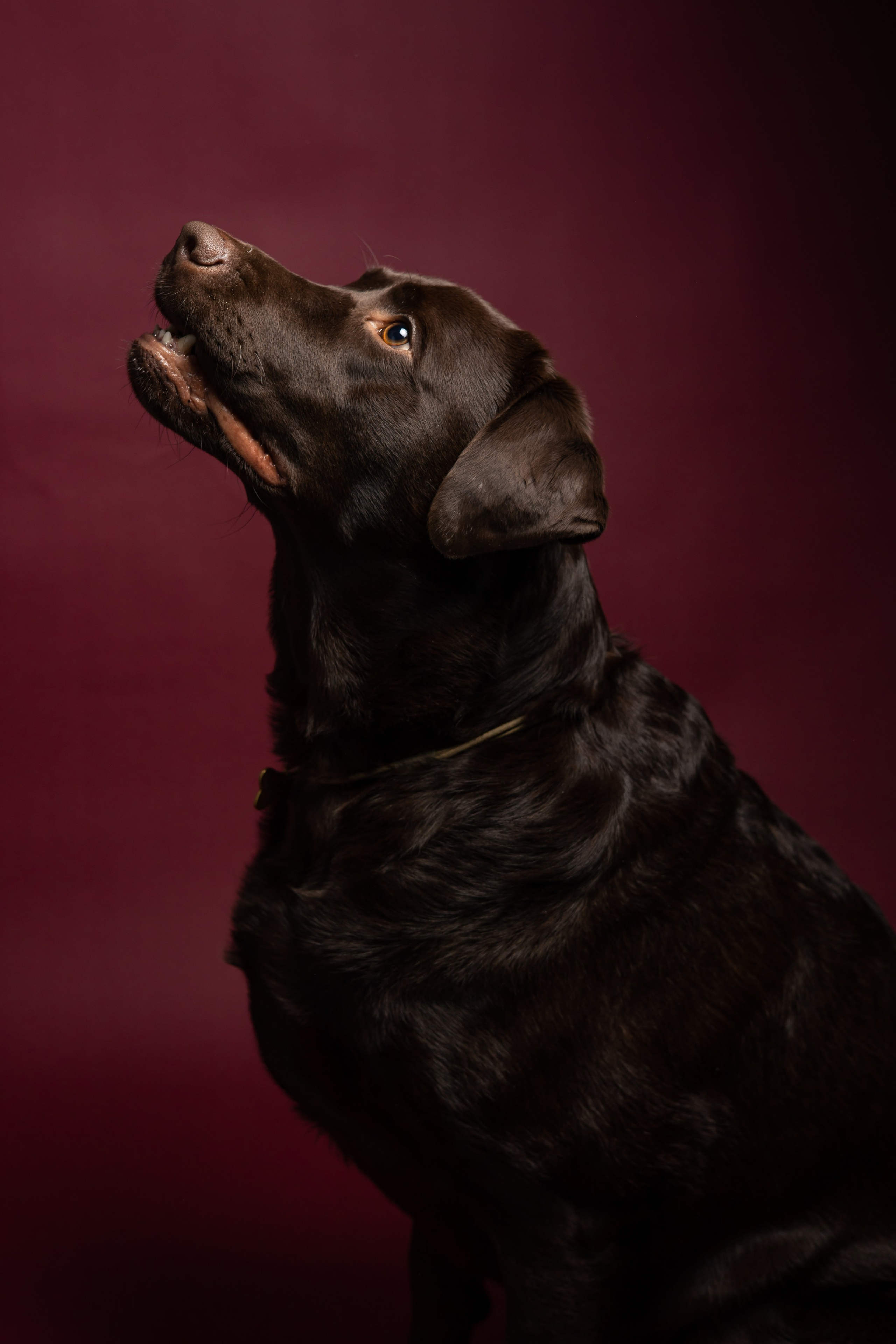 ФОТОСЕССИИ С ЖИВОТНЫМИ. Свадебный фотограф Санкт-Петербург Катерина Ширяева