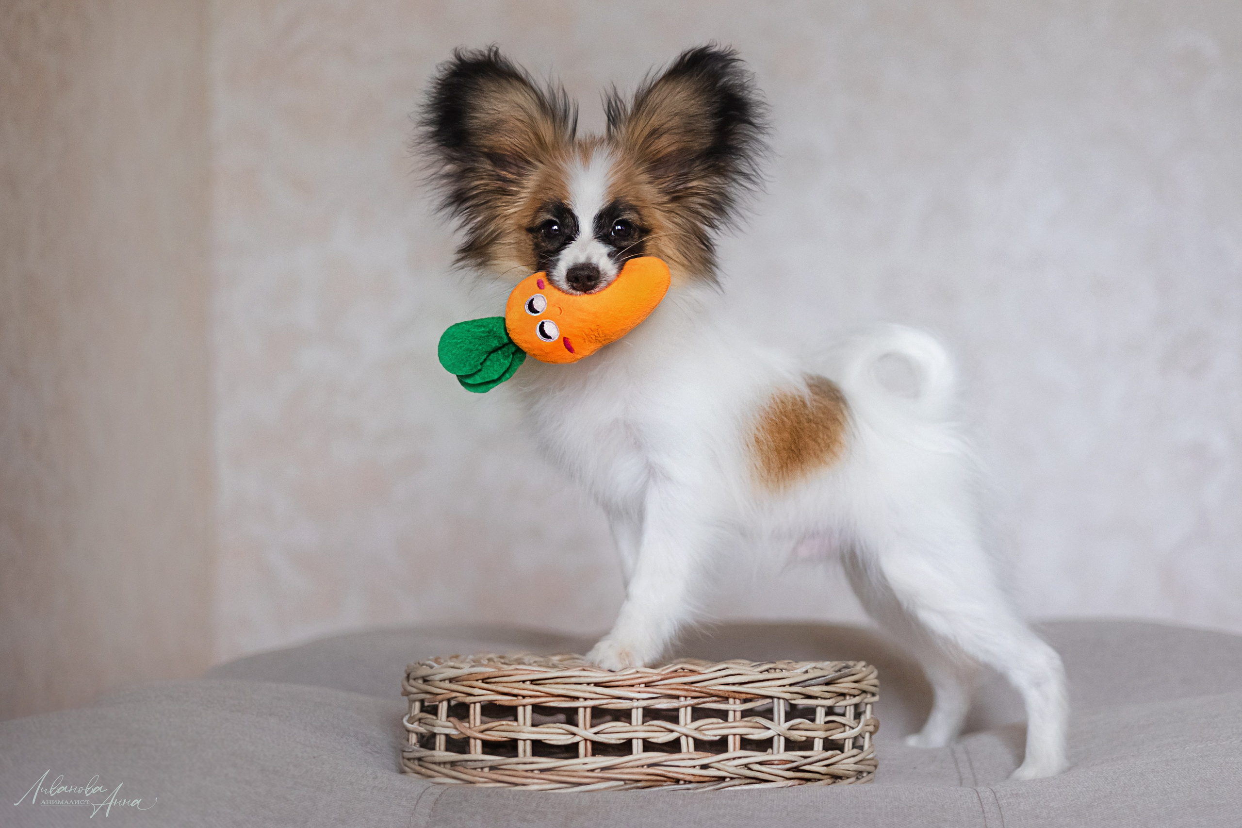 Хьюстон. Фотограф анималист Аня Ливанова | Рыбинск