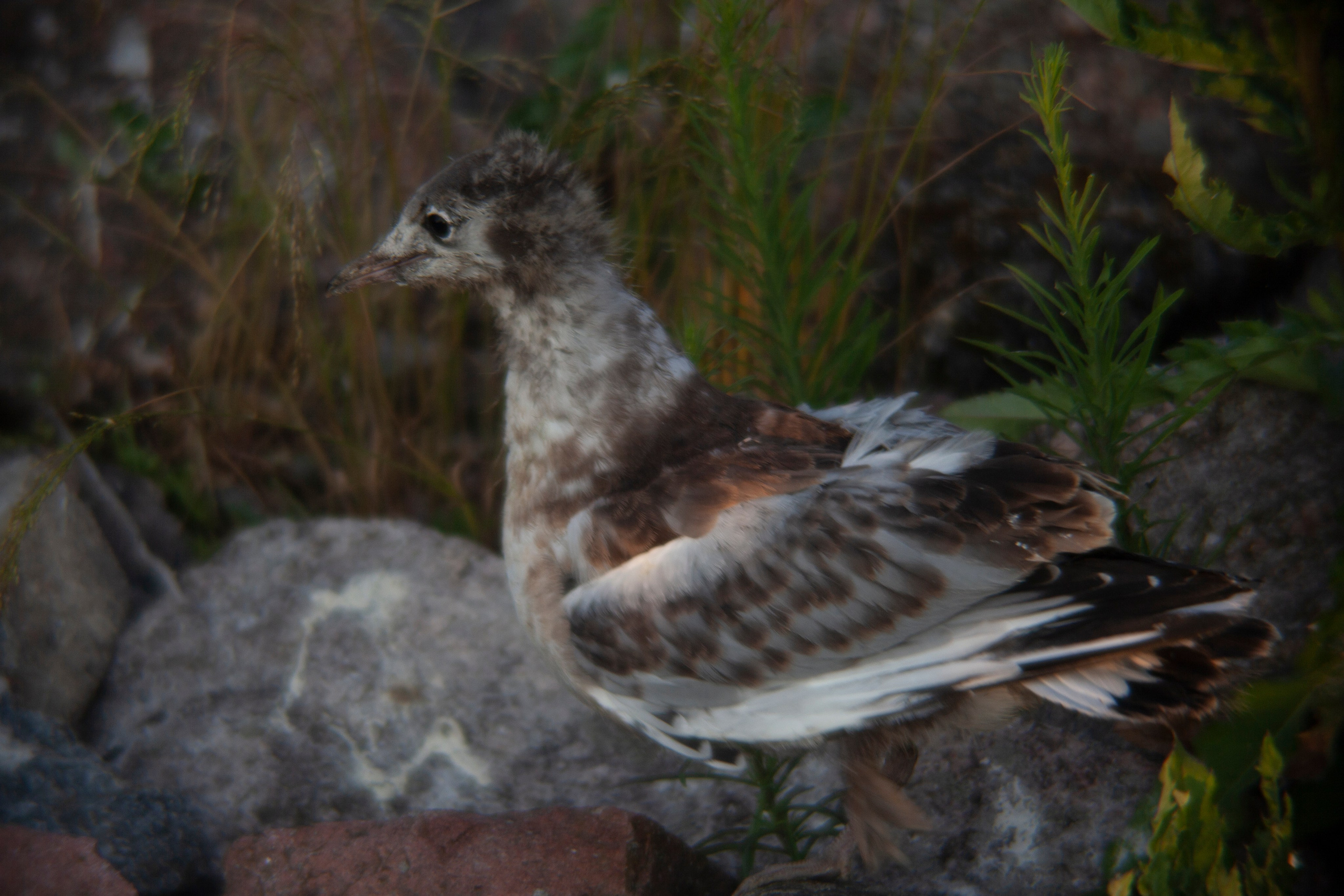 Птичий базар на заливе. Фотограф Адигамова Юлия в Петербурге
