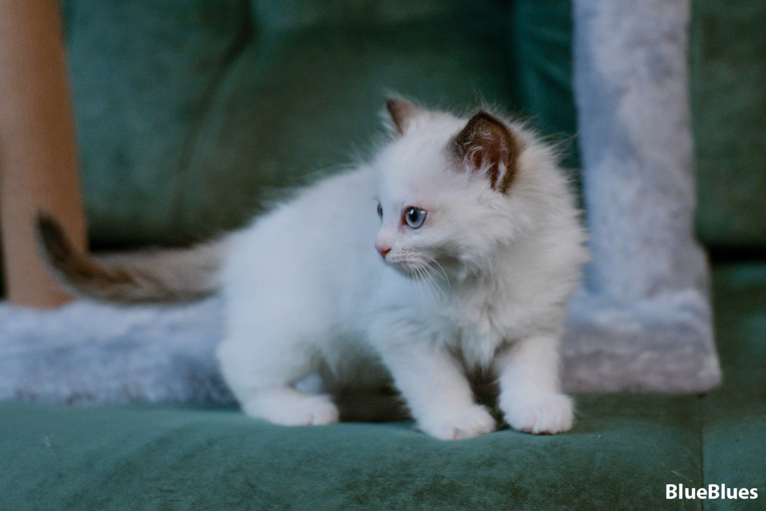 Наши котята 05-07-26. Фотограф Аркадий Назаров