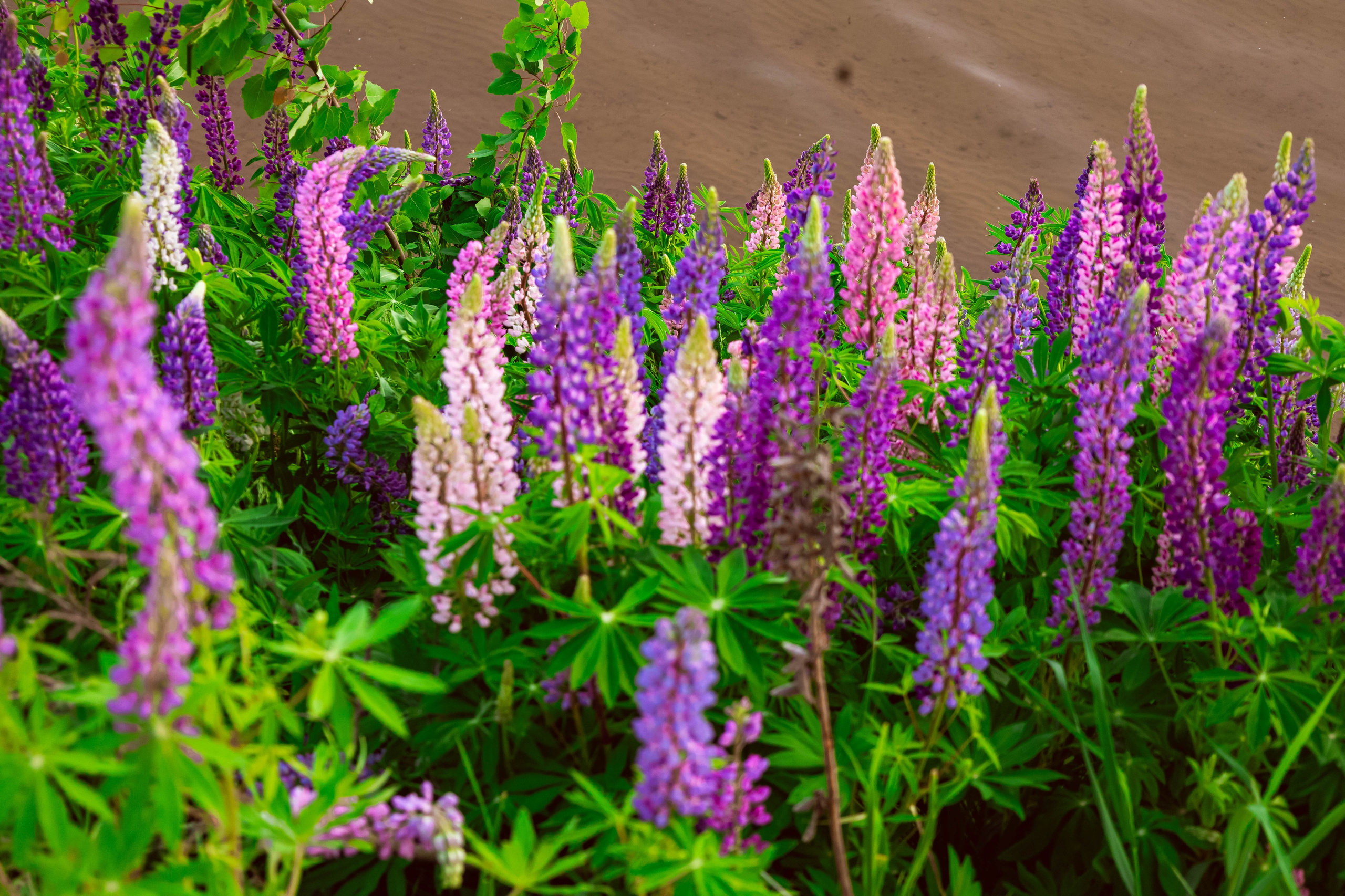 Алёна. Lupin Quarry. Портретный фотограф Панферова Регина г. Санкт-Петербург, г. Казань