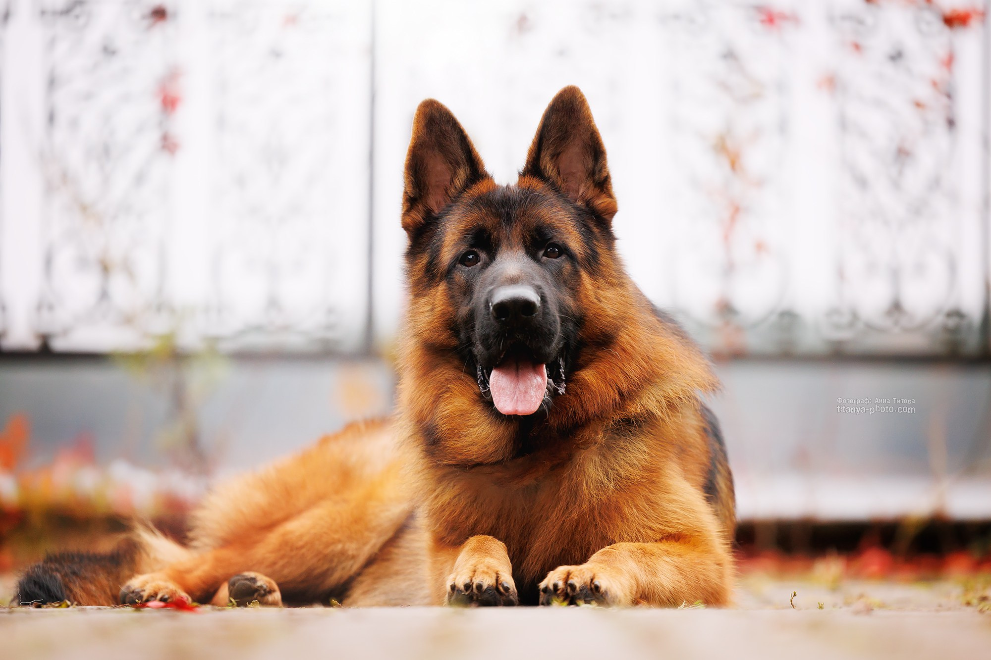 Фотограф собак, фотограф-анималист Аня Титова (Titanya). Москва
