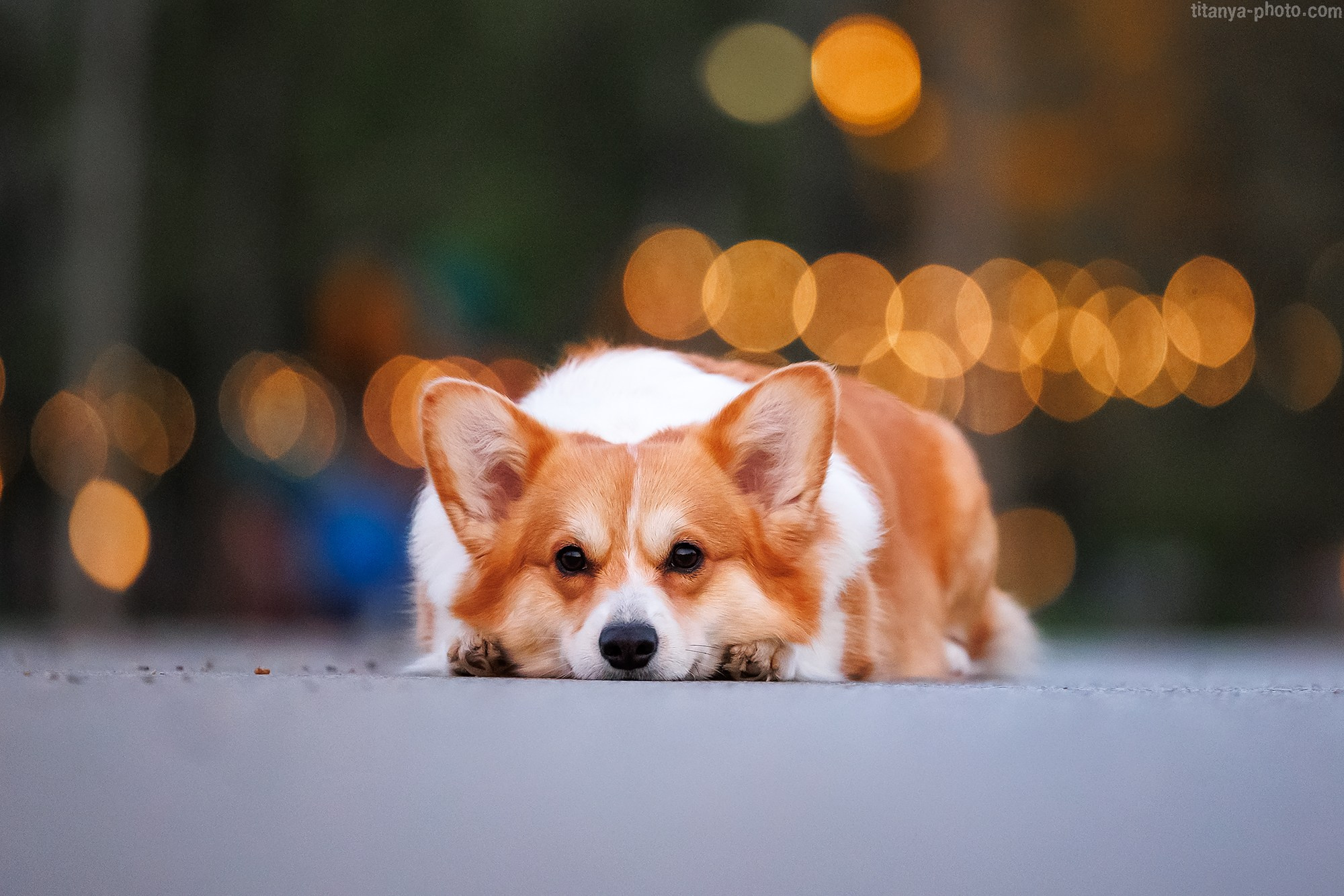 Корги Тесла. Фотограф собак, фотограф-анималист Аня Титова (Titanya). Москва