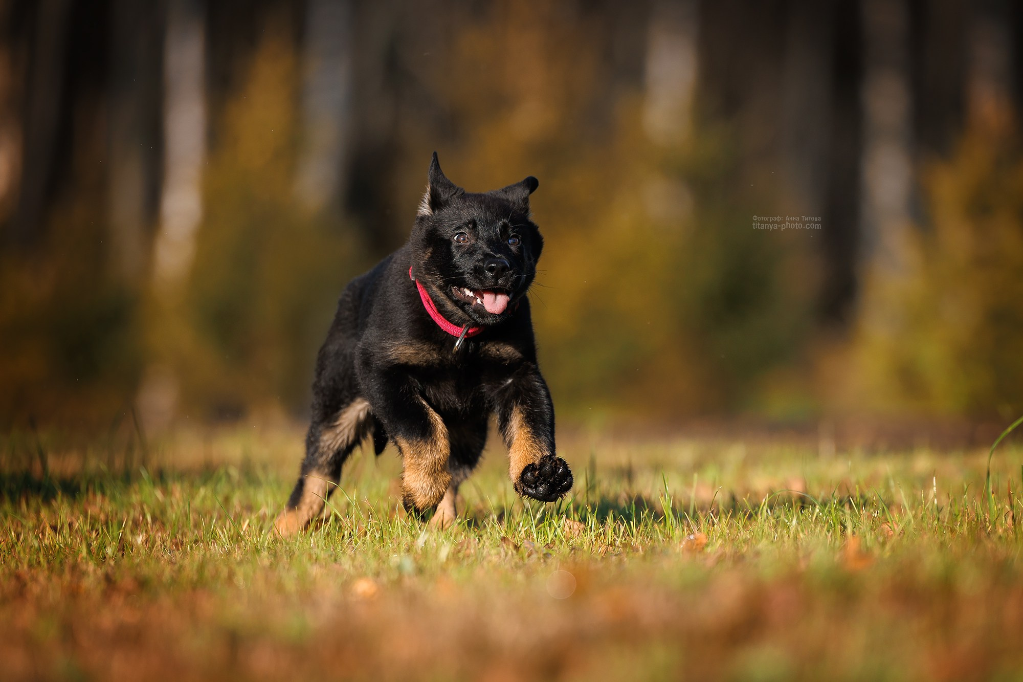 Фото щенков на природе и дома. Москва. Фотограф собак, фотограф-анималист Аня Титова (Titanya). Москва