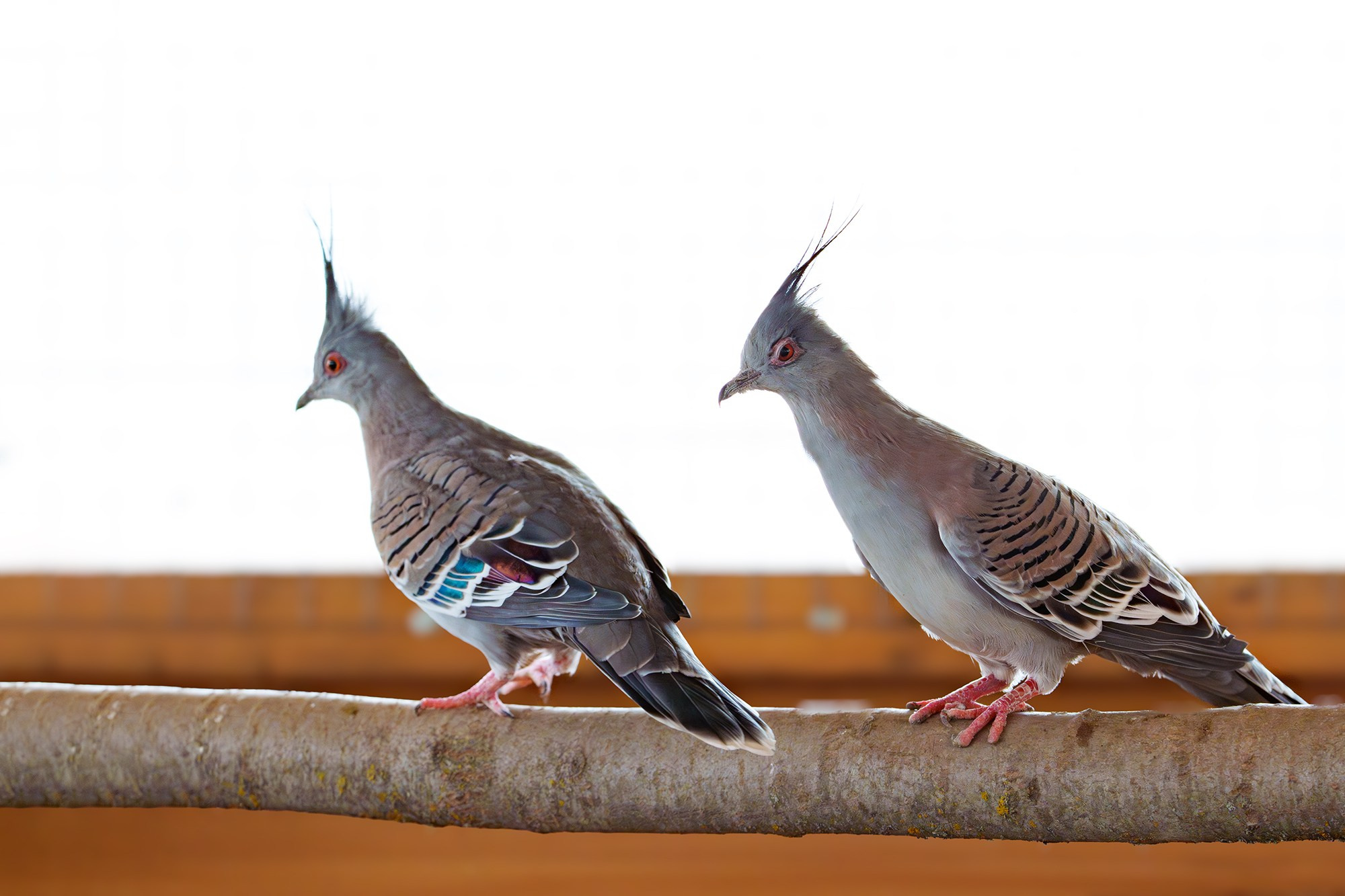 Удивительные мир птиц. Вокруг нас столько прекрасного — присмотритесь!. Ваш личный фотограф Марина Волкова