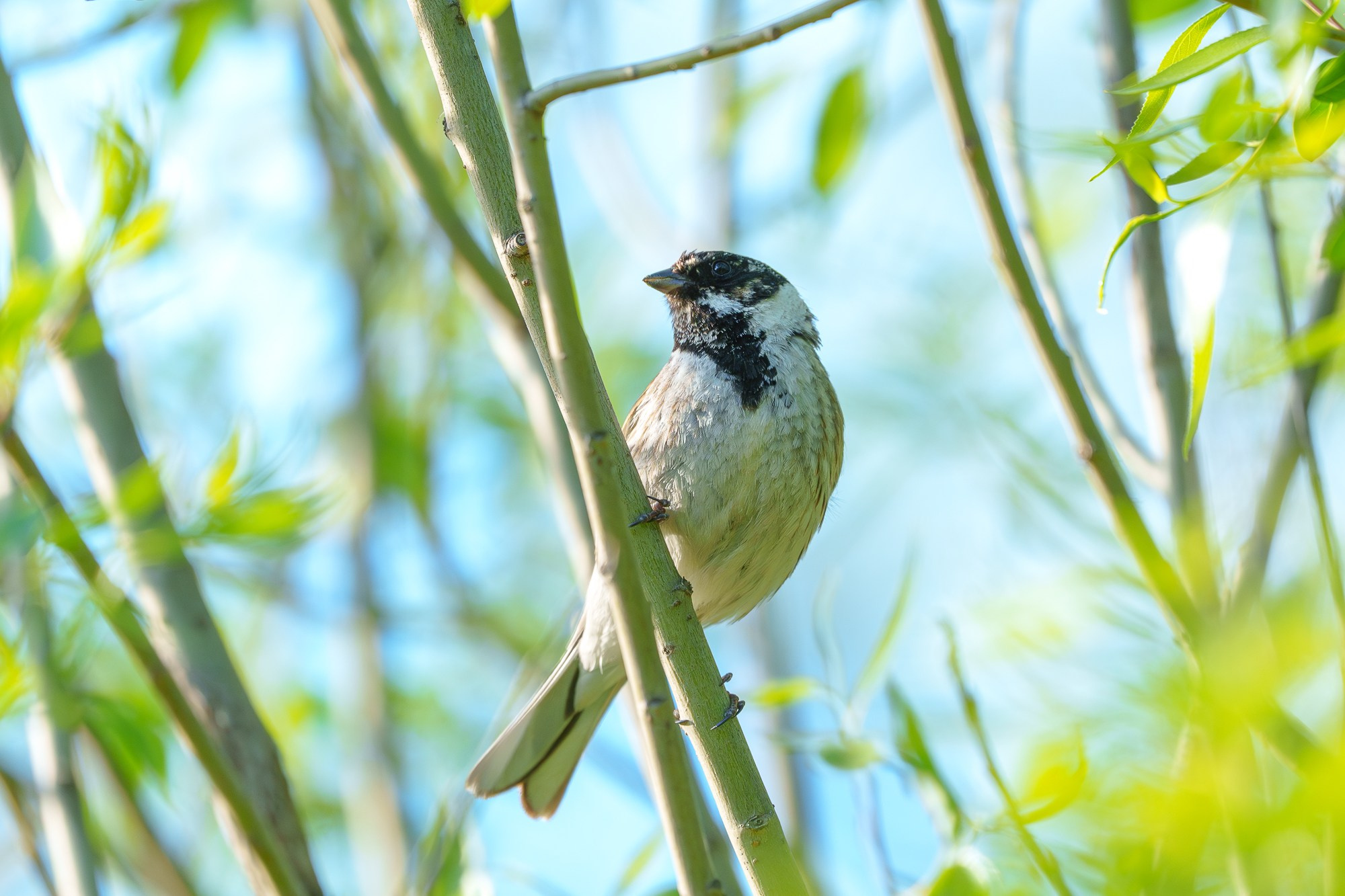 Удивительные мир птиц. Вокруг нас столько прекрасного — присмотритесь!. Ваш личный фотограф Марина Волкова