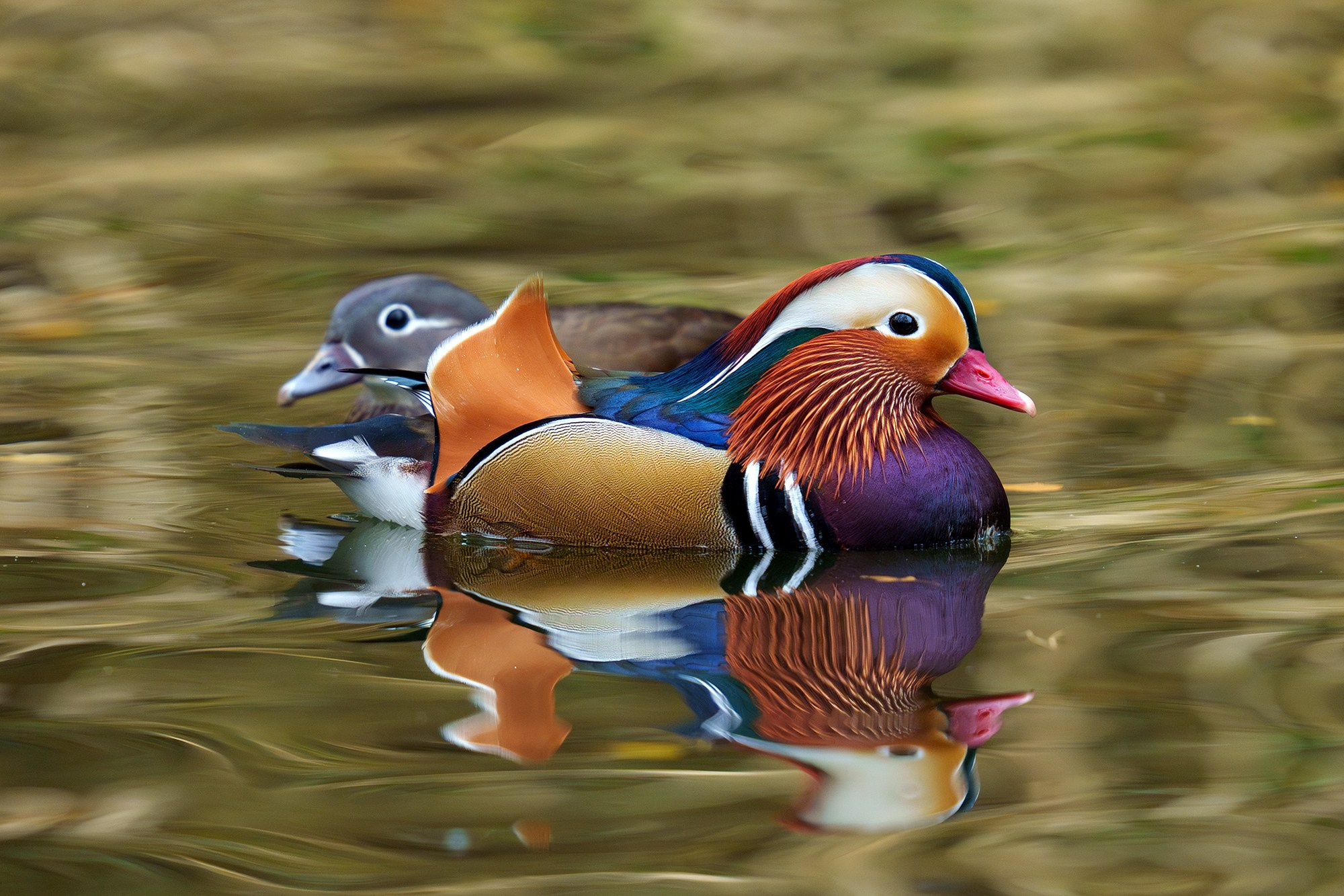 Удивительные мир птиц. Вокруг нас столько прекрасного — присмотритесь!. Ваш личный фотограф Марина Волкова