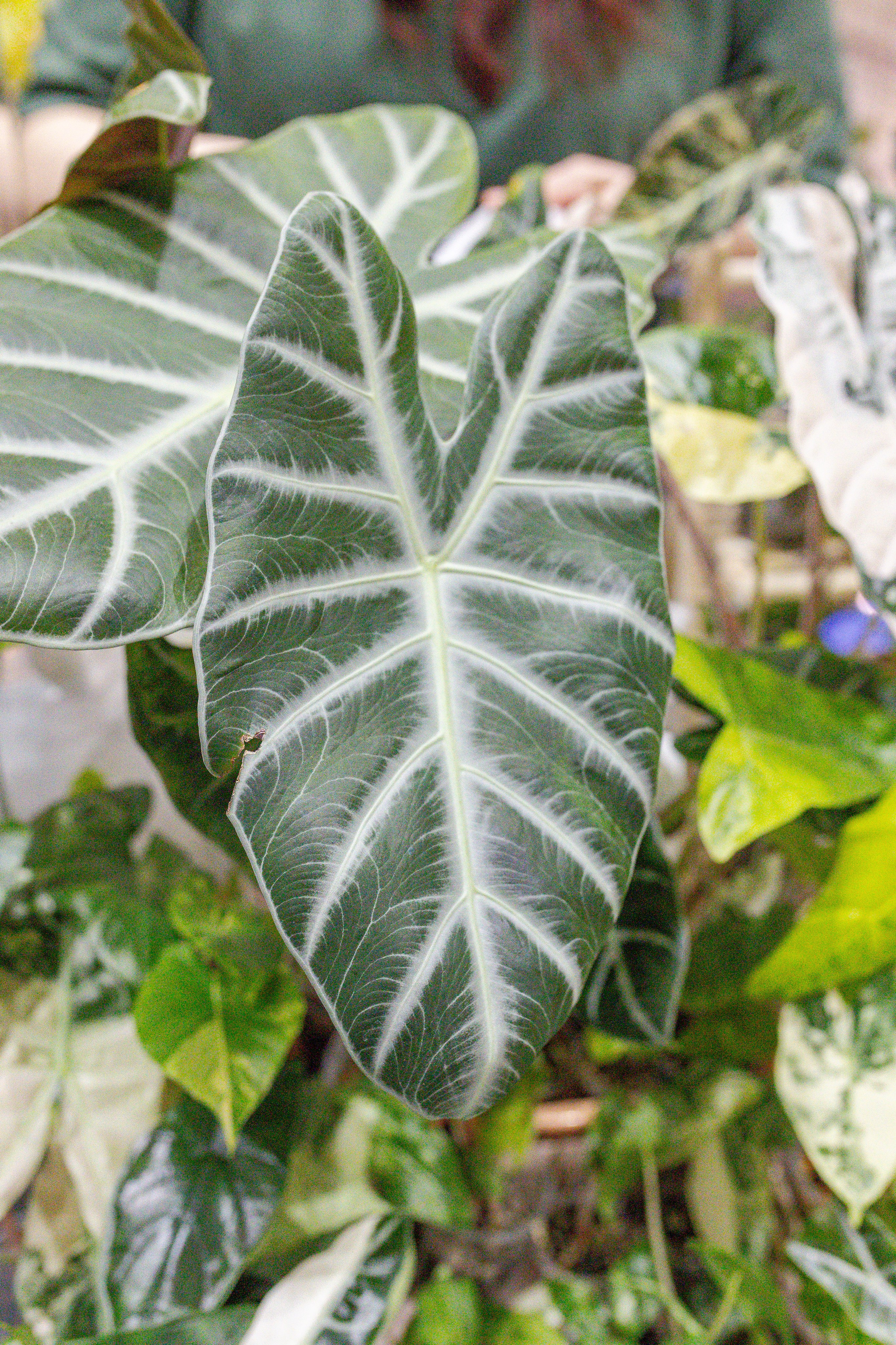 Монстериум апрель 2026. Александра Куликова фотограф, Москва