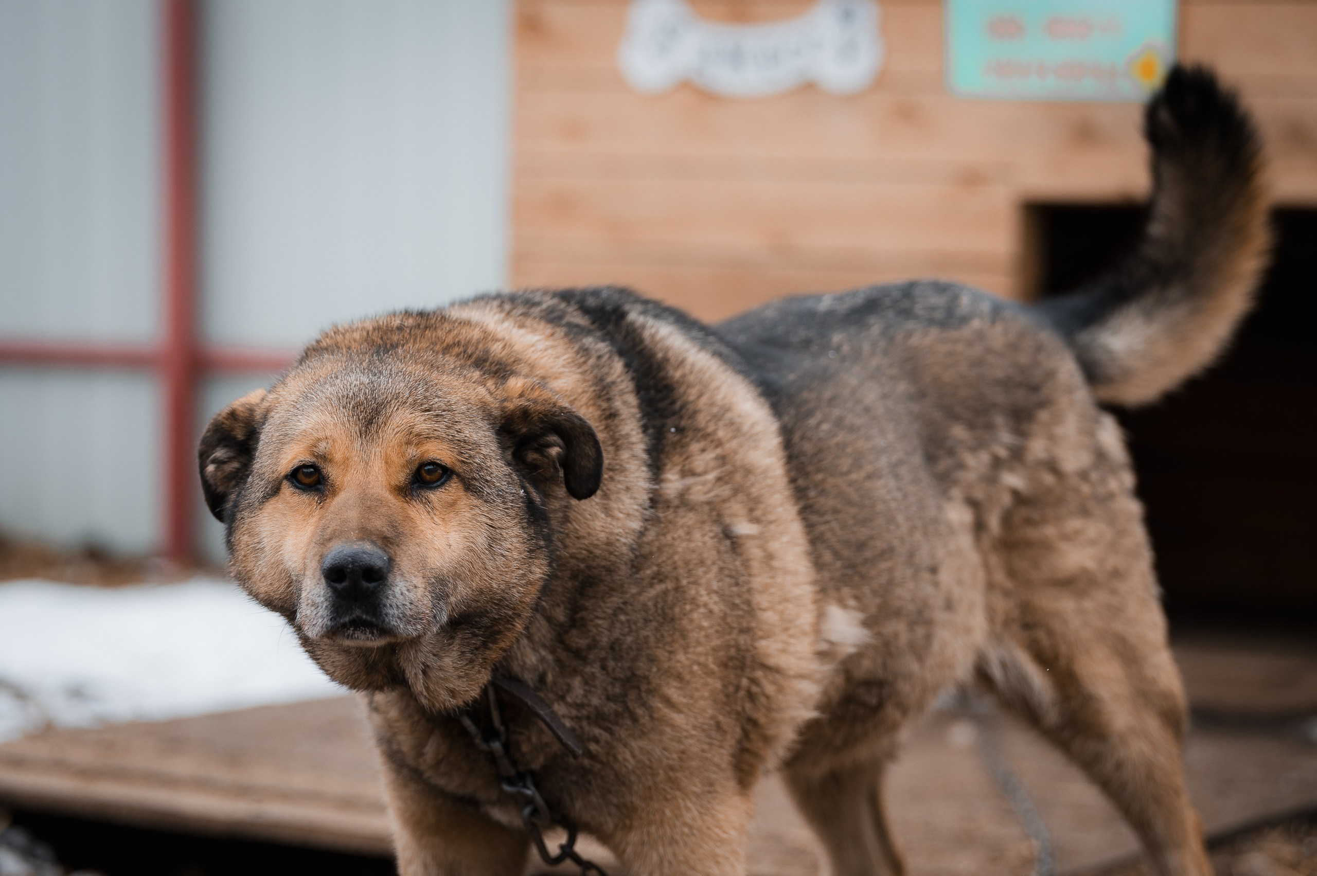 Джесс. Улыбка собаки — спасение и пристройство бездомных собак