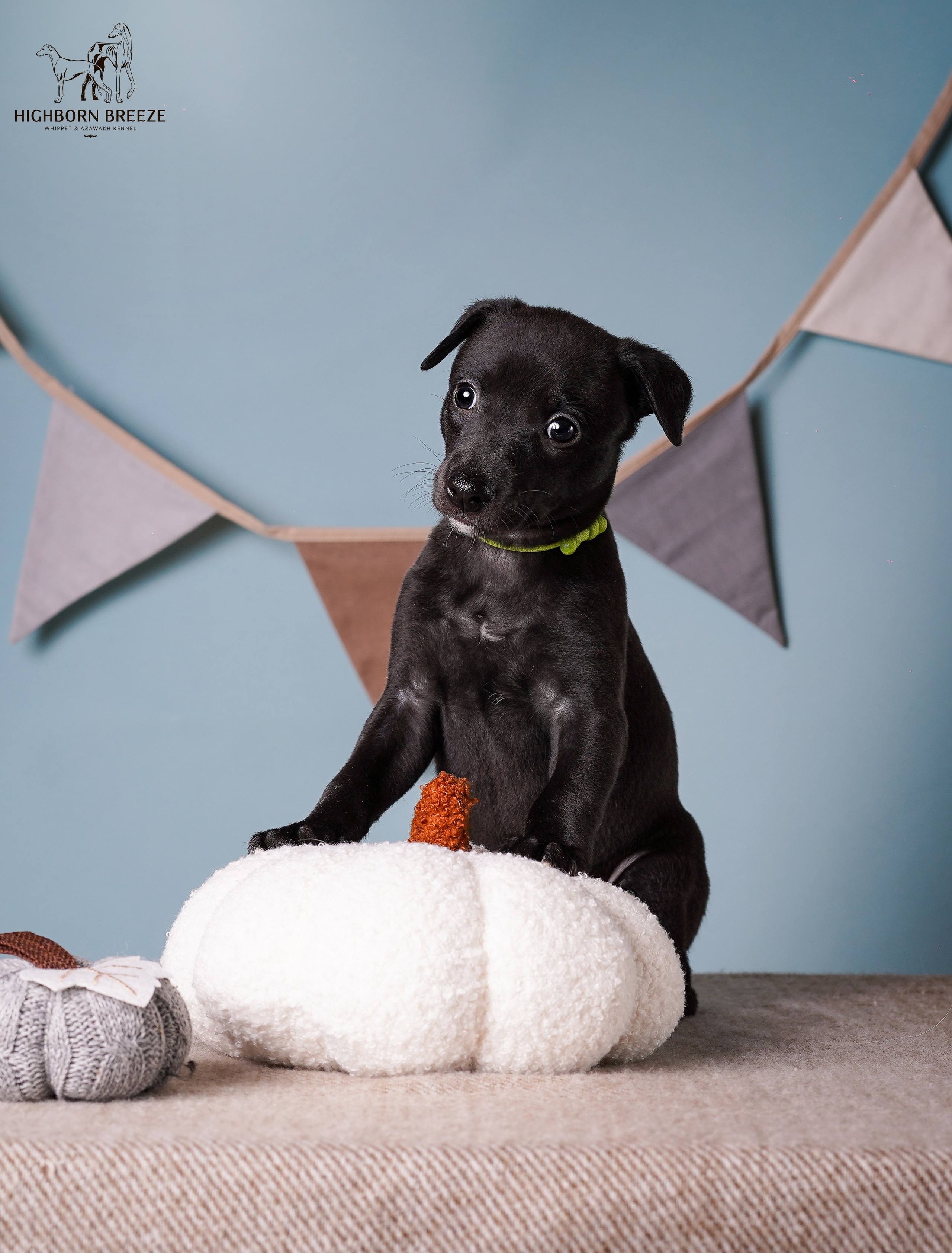 Щенки уиппета. Фотограф-анималист в Санкт-Петербурге Яна Мартынова