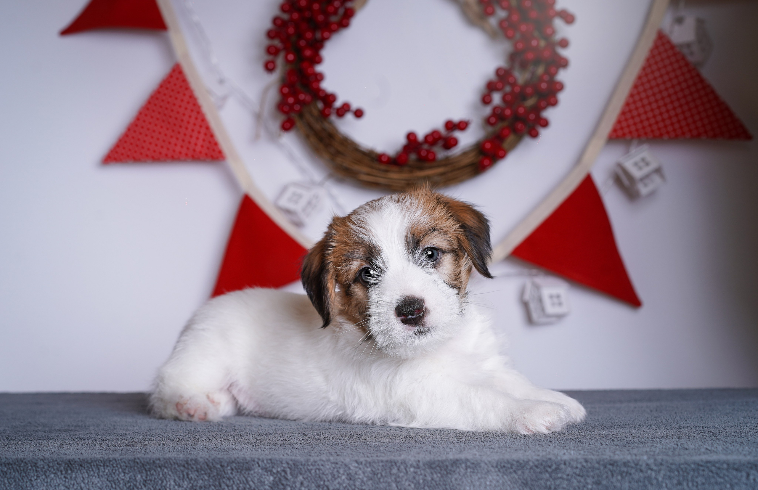 Щенки джек-рассела. Фотограф-анималист в Санкт-Петербурге Яна Мартынова
