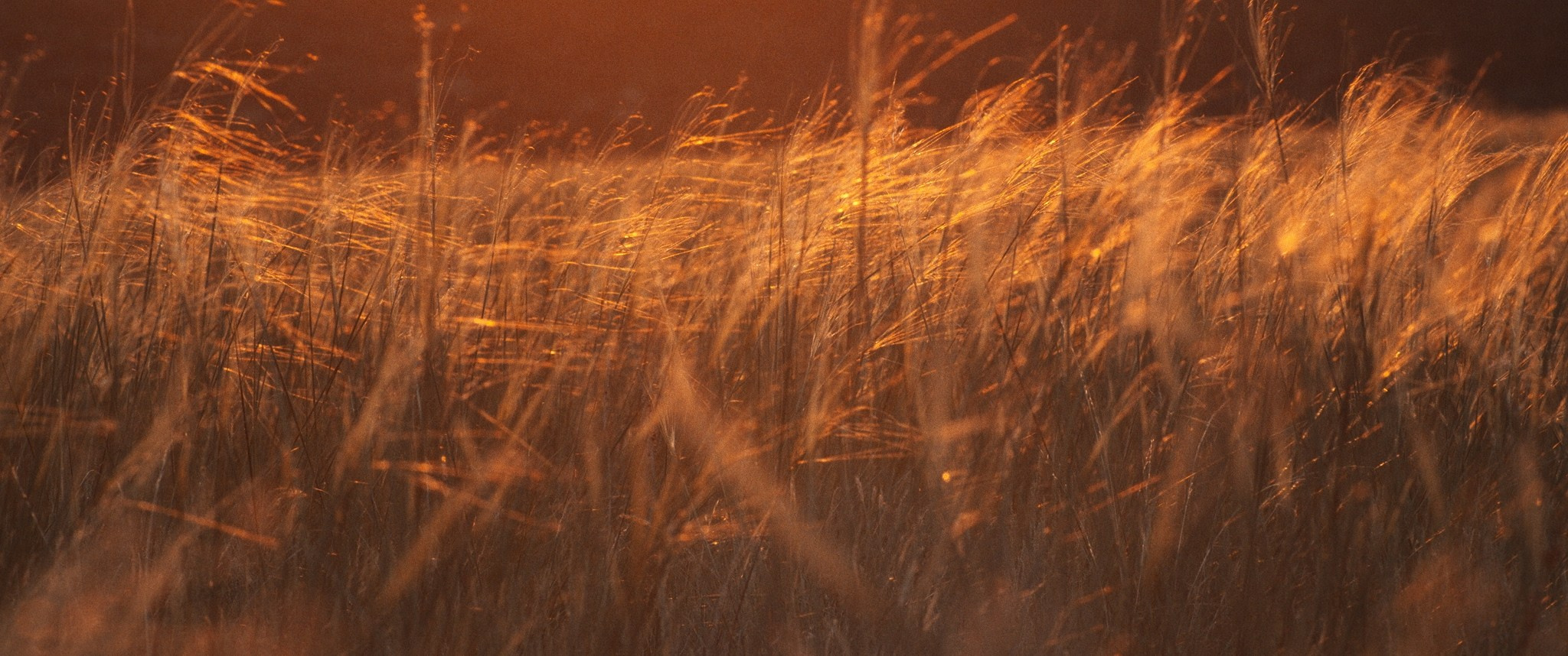 Фильм Рассвет Великой Степи. Цветокоррекция кино, рекламы и клипов. В Алматы и по всему миру. Юрий Косяков