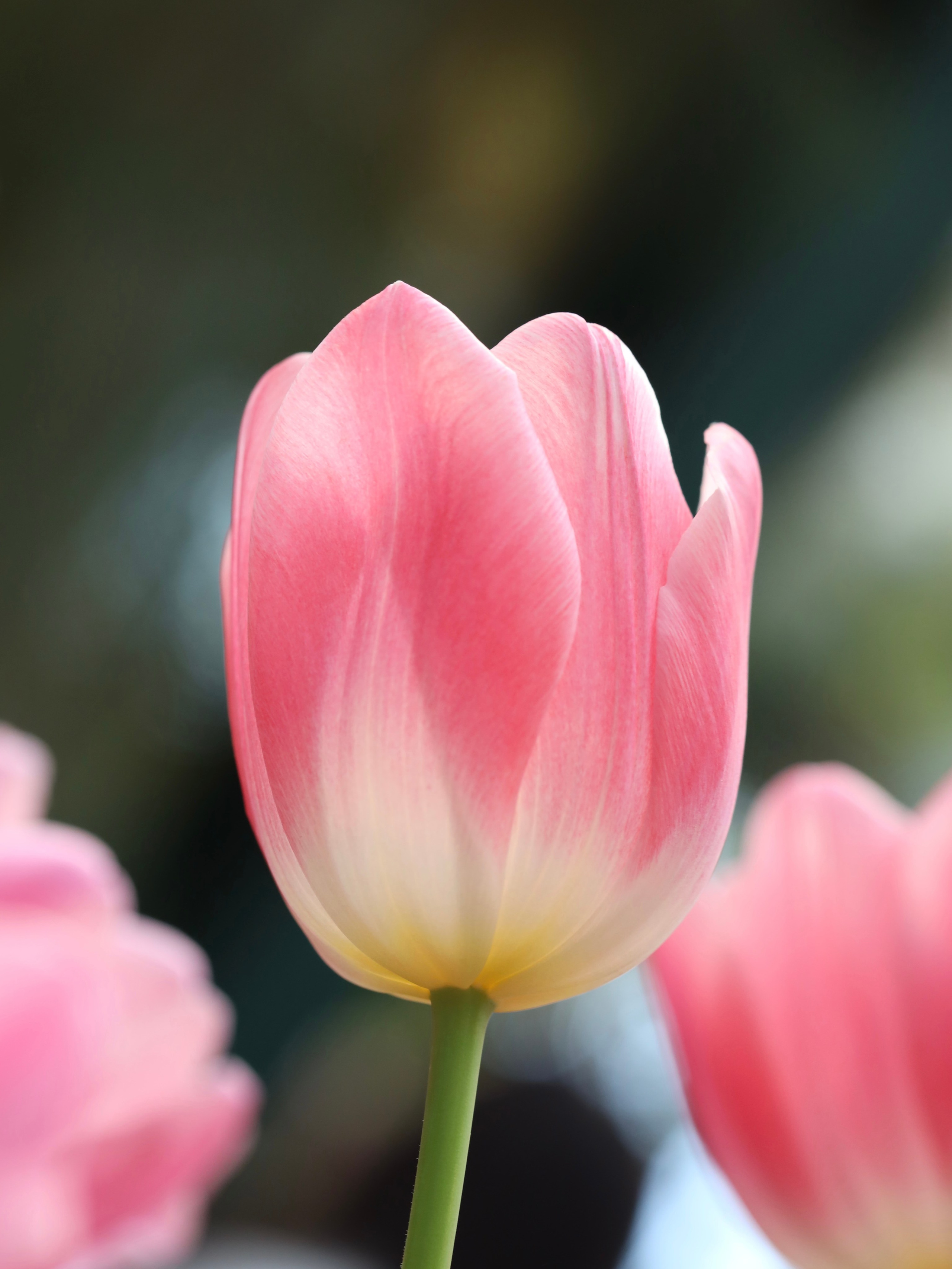 Фотографии весенних цветов. Фотосессии и репортаж — Фотограф в Москве — Рина Серёгина