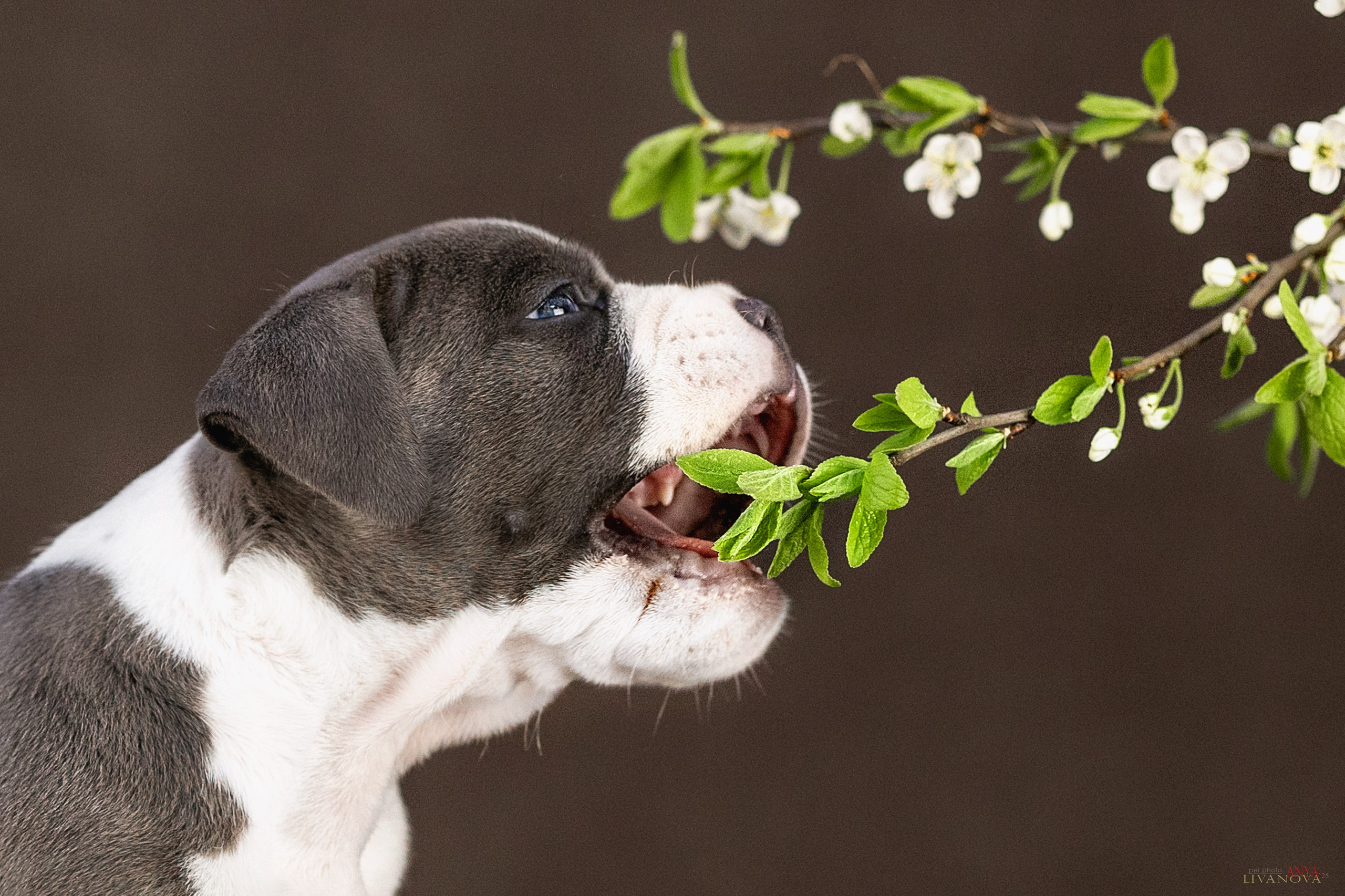 Стаффики. Фотограф анималист Аня Ливанова | Рыбинск