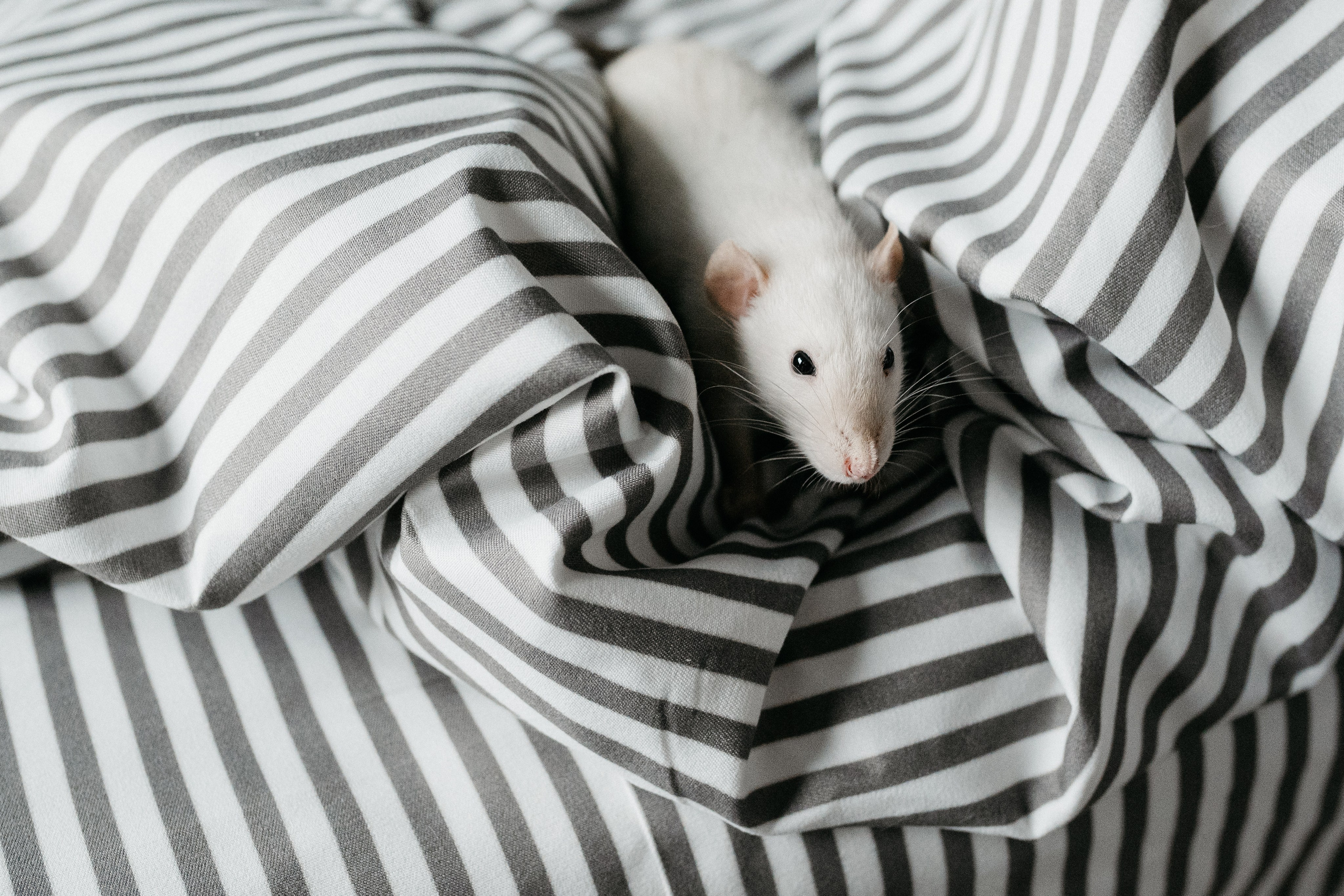 Даша, Диана, Дебби и маленькая крыска. Фотограф анималист в Москве Ольга Агушева