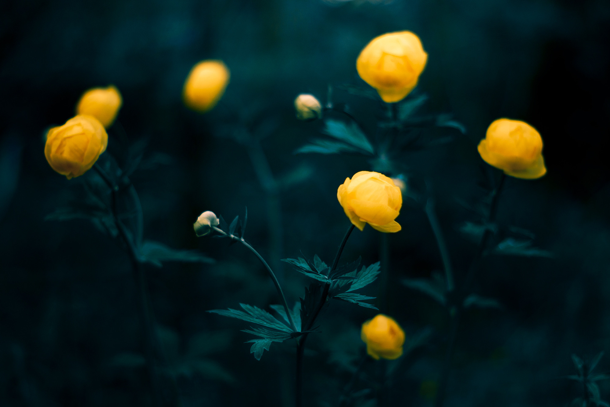 В мире цветов. Пейзажный фотограф Руслан Лукманов