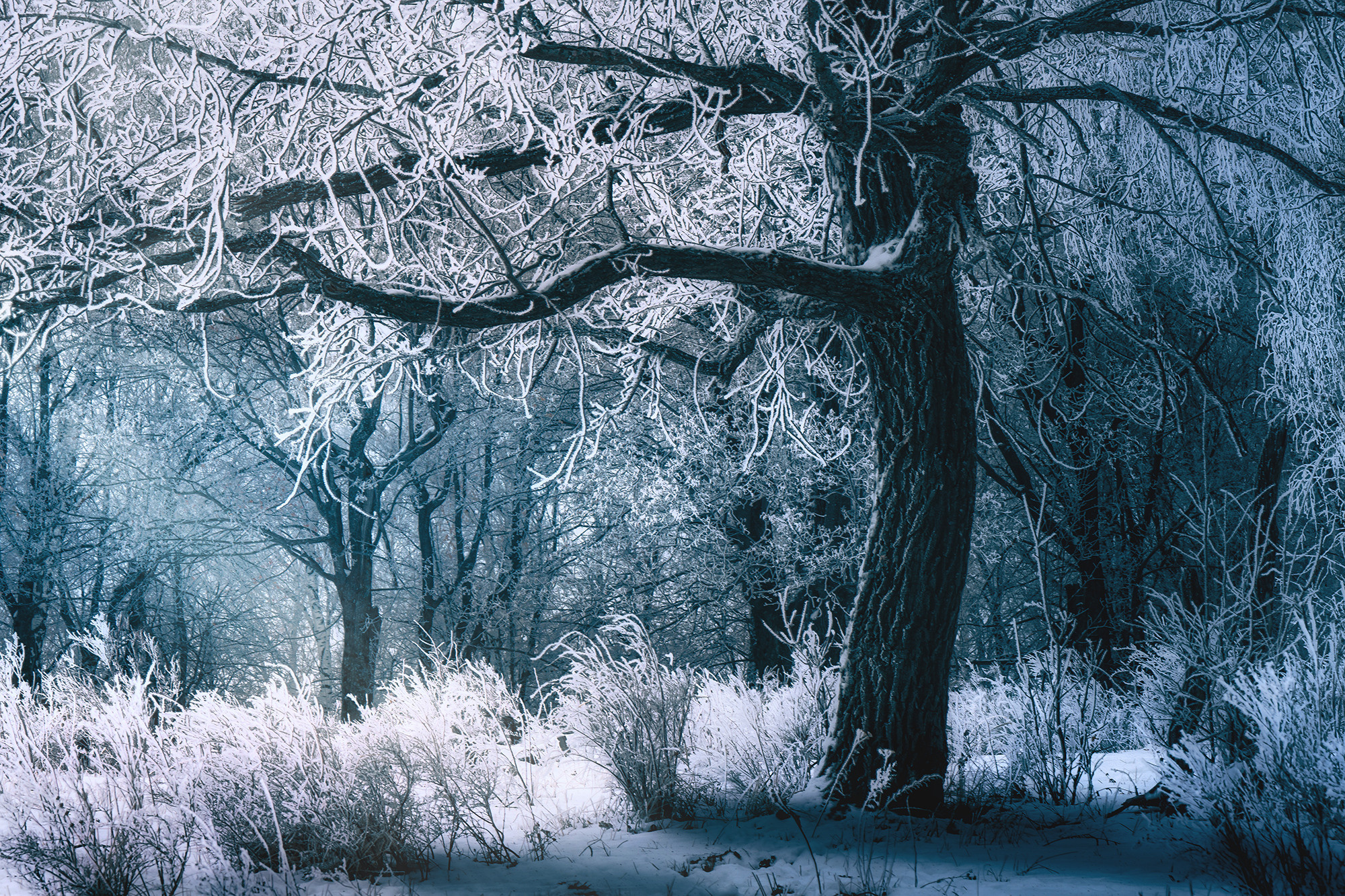 Зимний лес. Пейзажный фотограф Руслан Лукманов