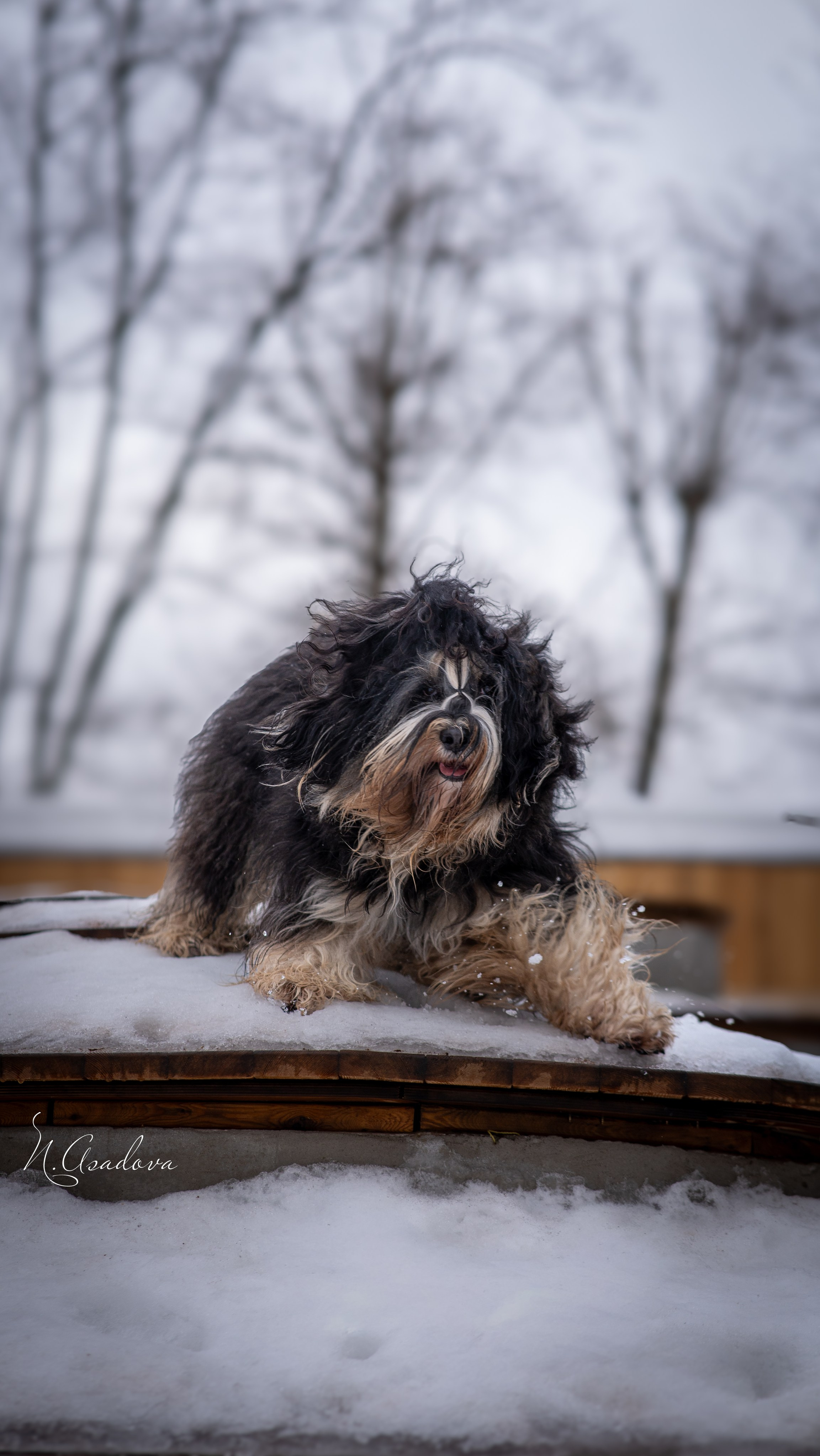 Тибетский терьер Кики. Фотограф-анималист Асадова