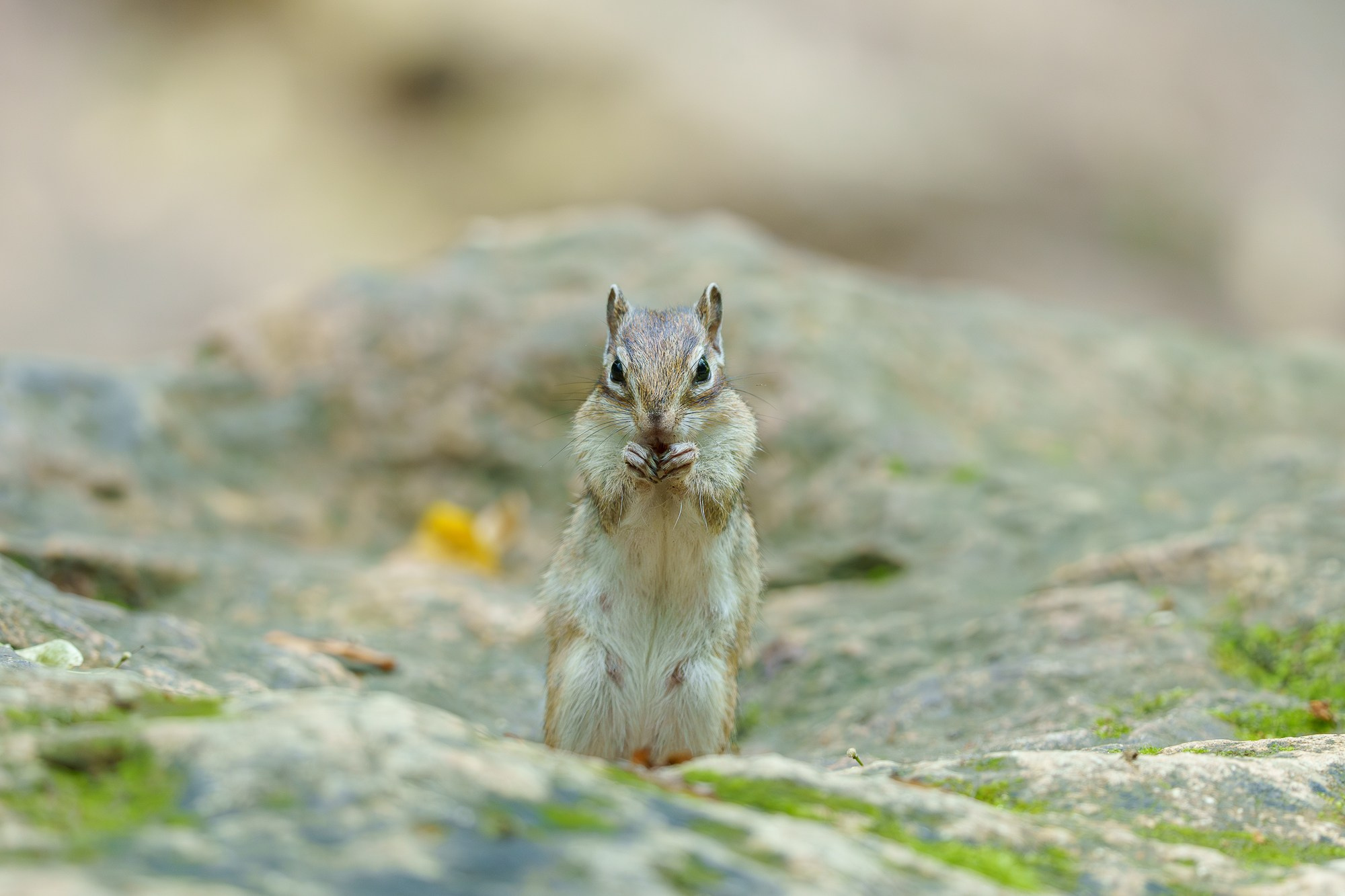 Животные. Ваш личный фотограф Марина Волкова