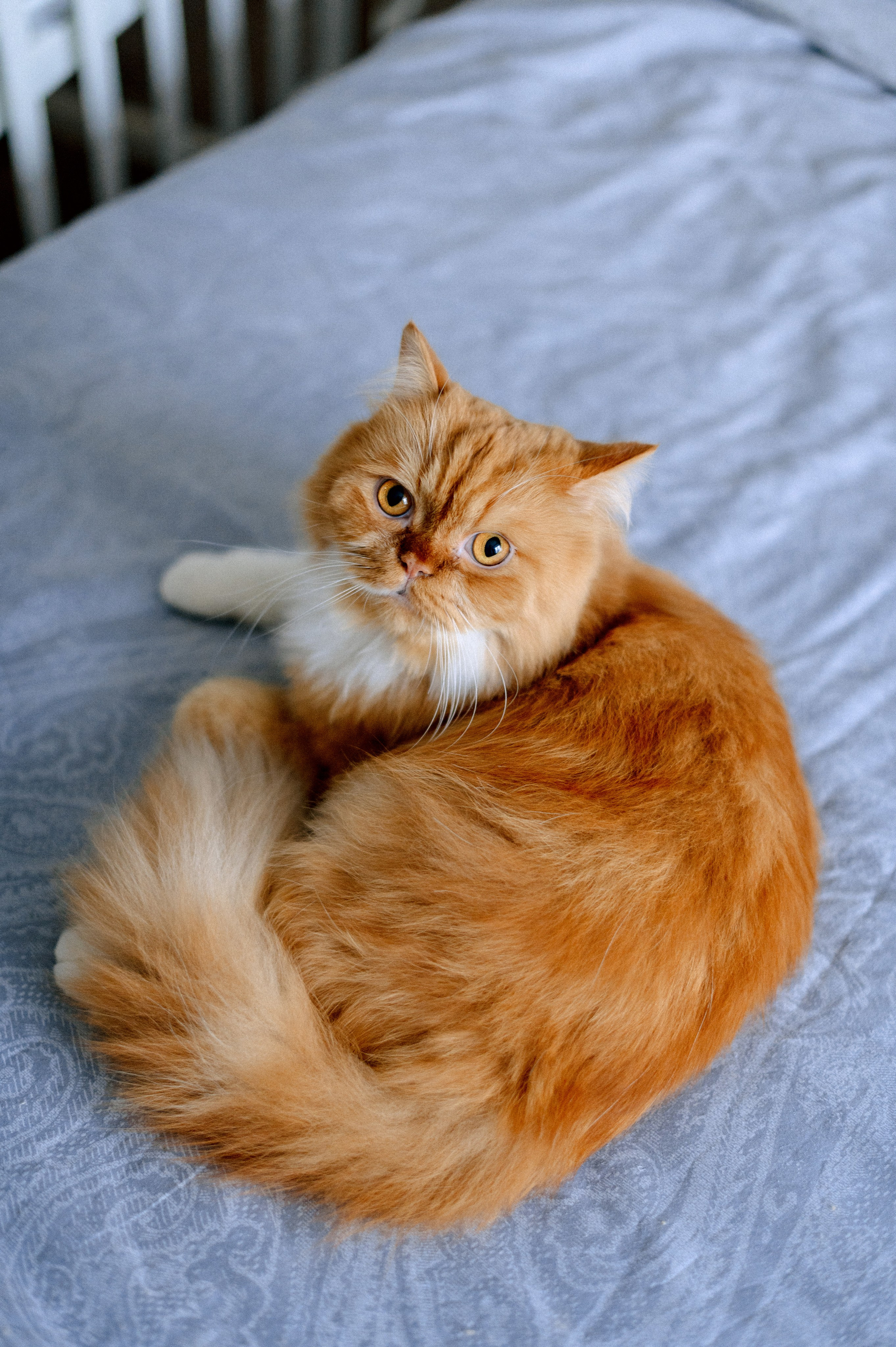 ВИКА + ДИМА. Шашкова Вероника / Свадебный и семейный фотограф Москва и Ярославль