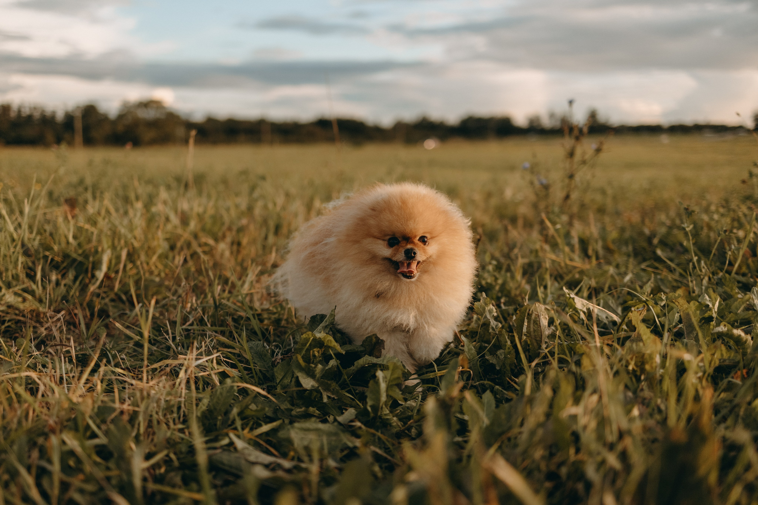 Стив и его семья. Фотограф — Анималист | Санкт-Петербург