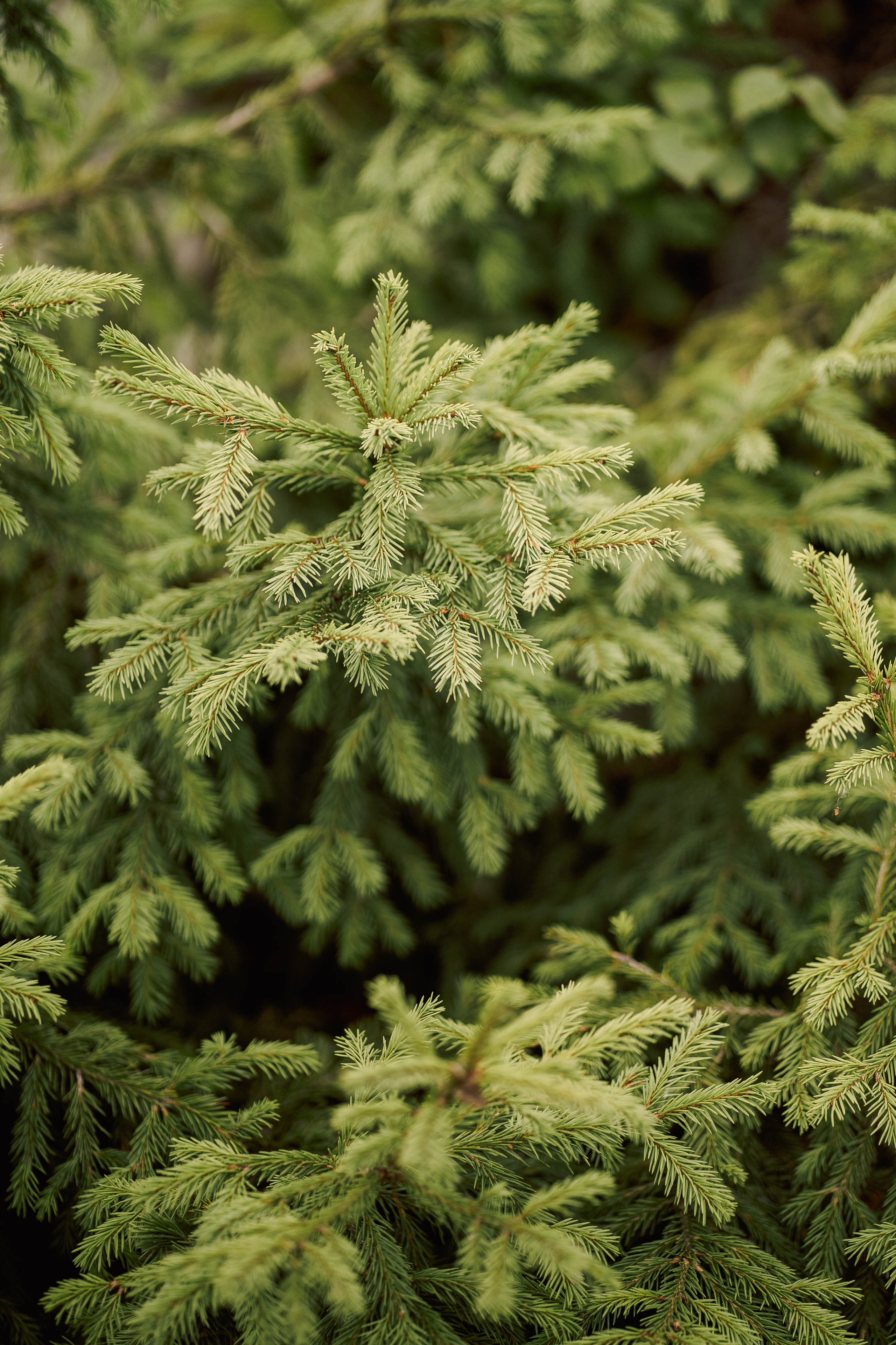 Егор и Анна. Фотограф Губаха Рависа Муллахметова