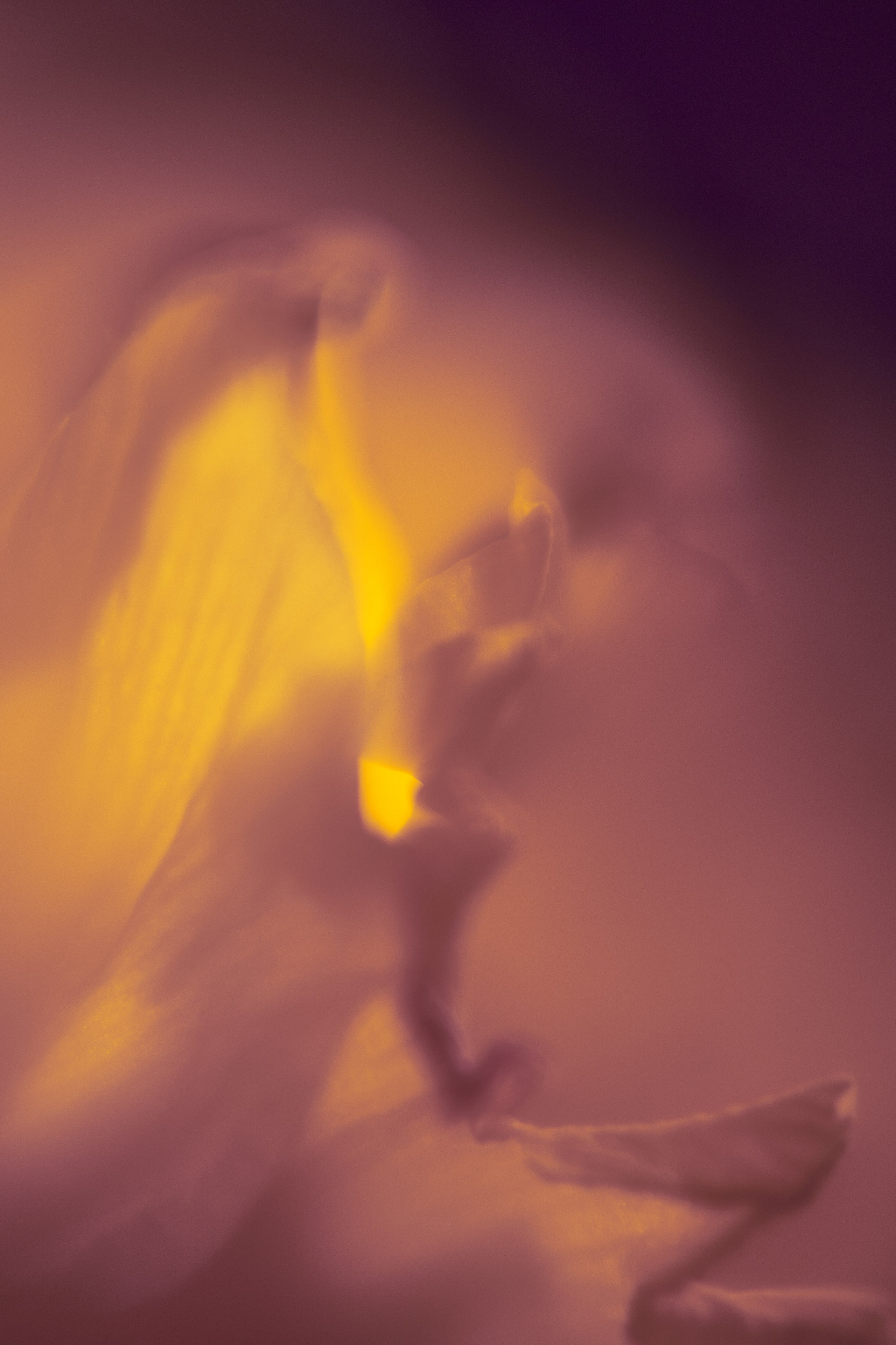 Макро-абстракция «Эфемерность» | Лимитированная серия. Sandra Marselly | Абстрактная Макро-Фотография