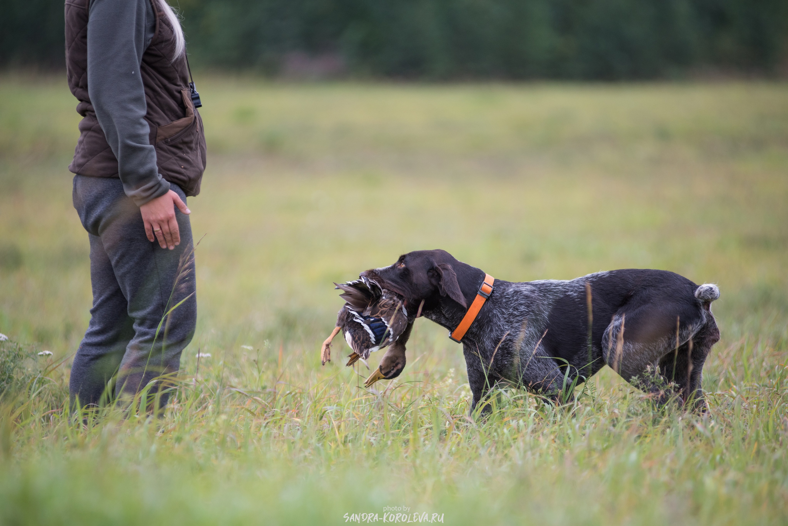 Рабочие дипломы. Главная