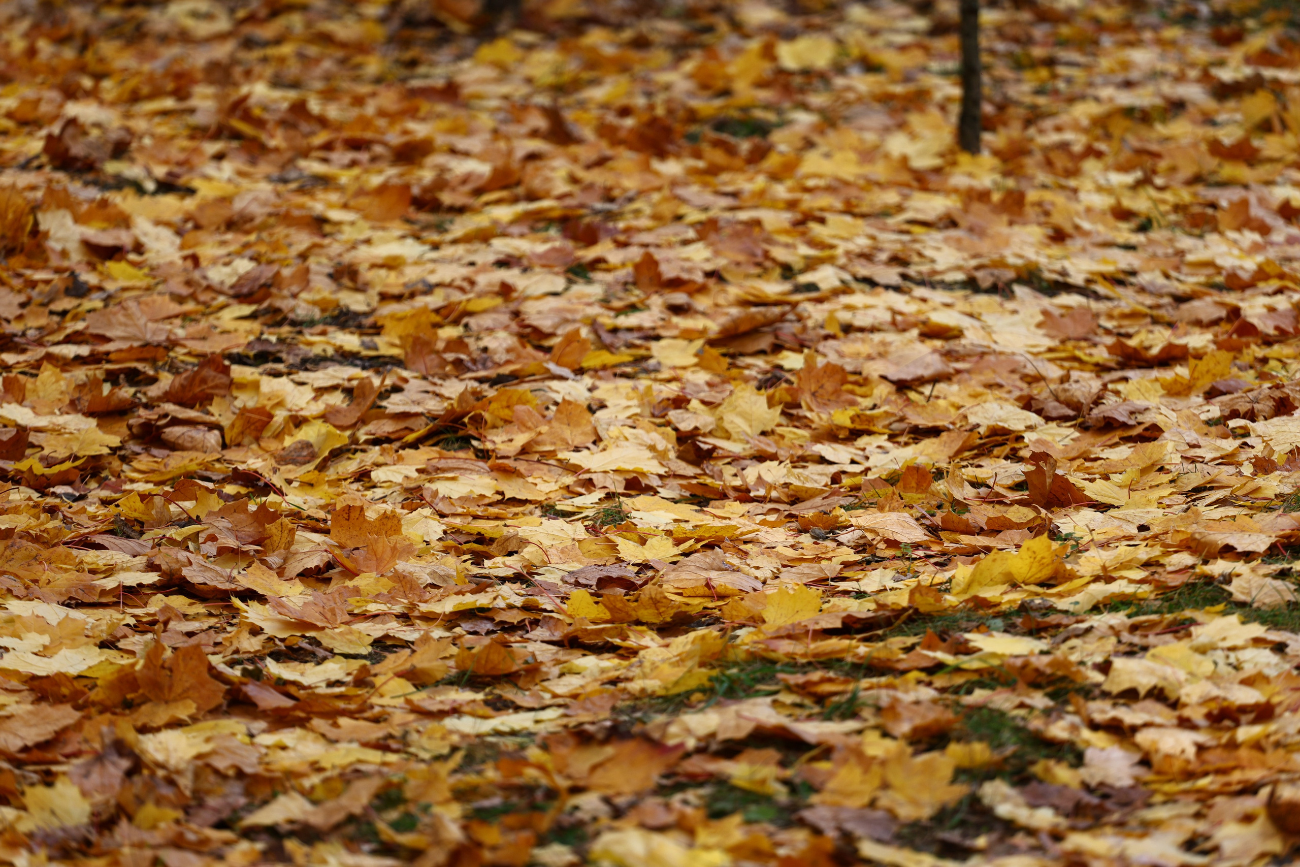 Сормовский парк. Алёна Комлева. Фотограф. Спорт, репортаж, предметная съемка