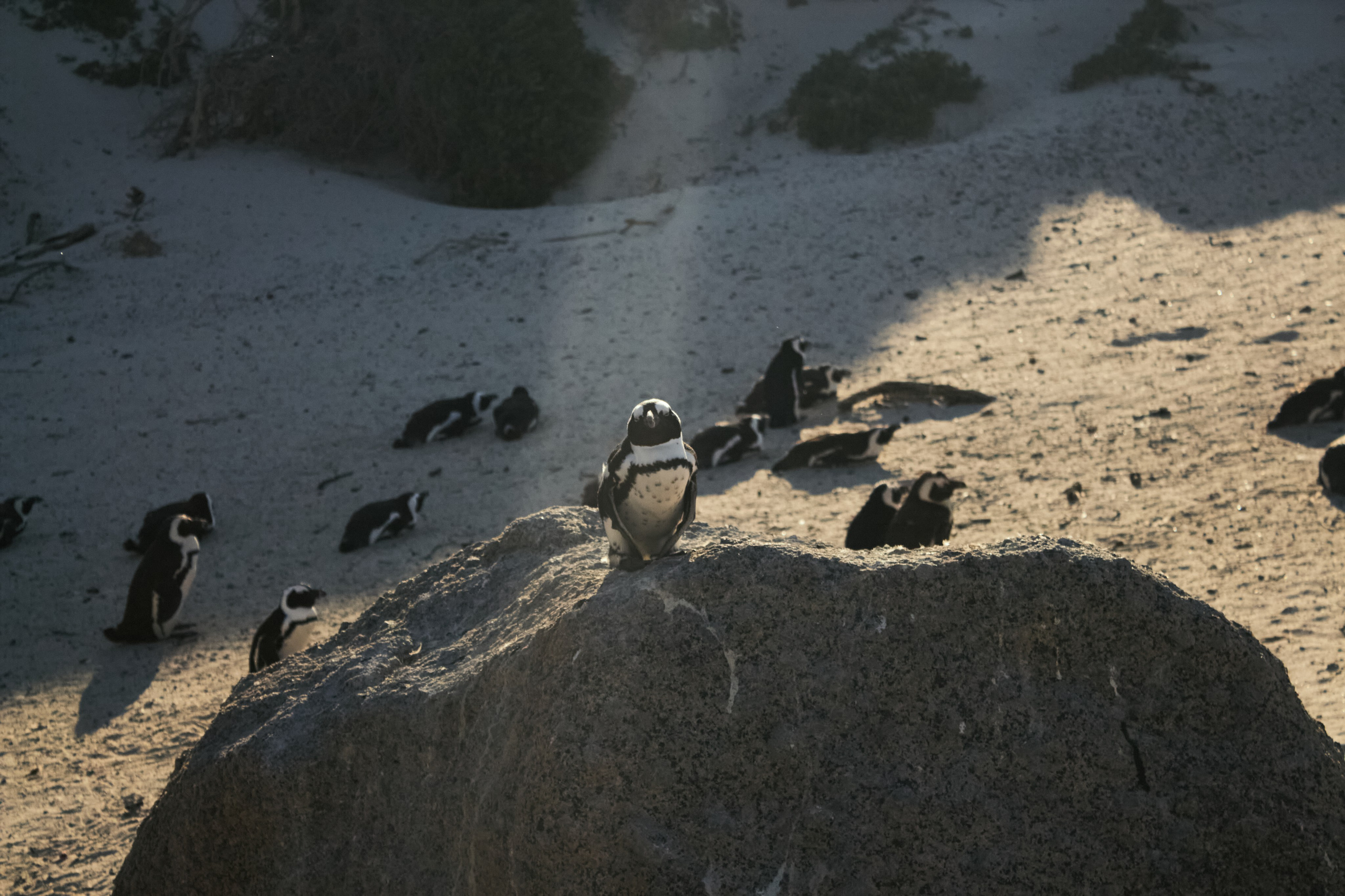 ЮАР. Профессиональный Фотограф во Владимире, в Москве и в Суздале — Полина Романычева