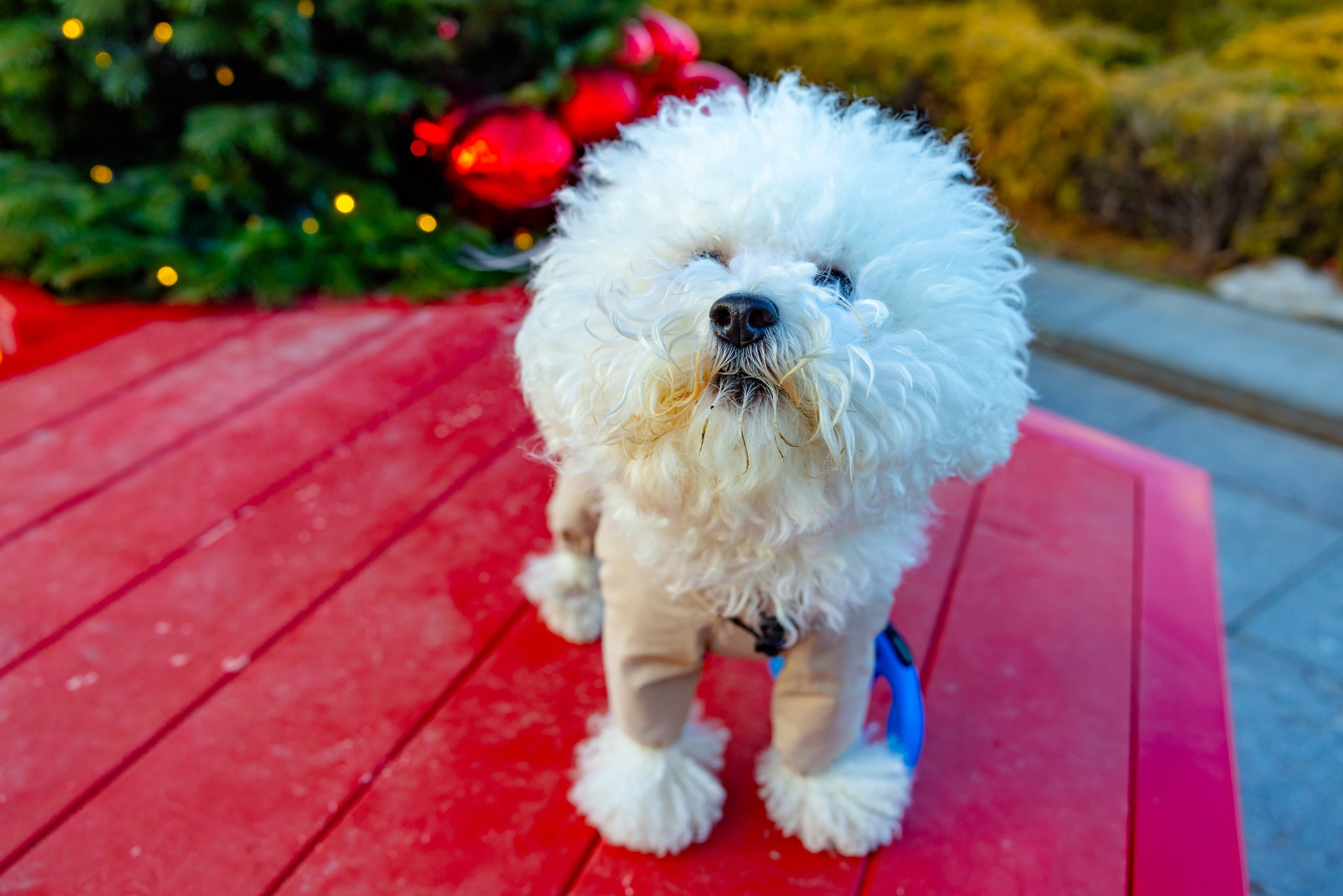 Клуб грумеров (прогулка и семинары). Виктория Зудина — фотограф в Москве