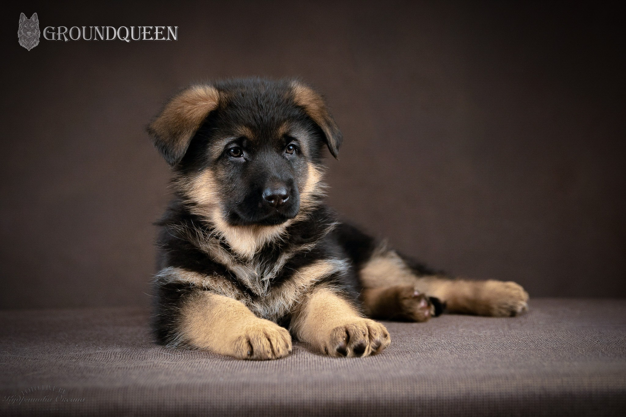Щенки немецкой овчарки. Фотограф 📸 анималист, предметный, репортажный