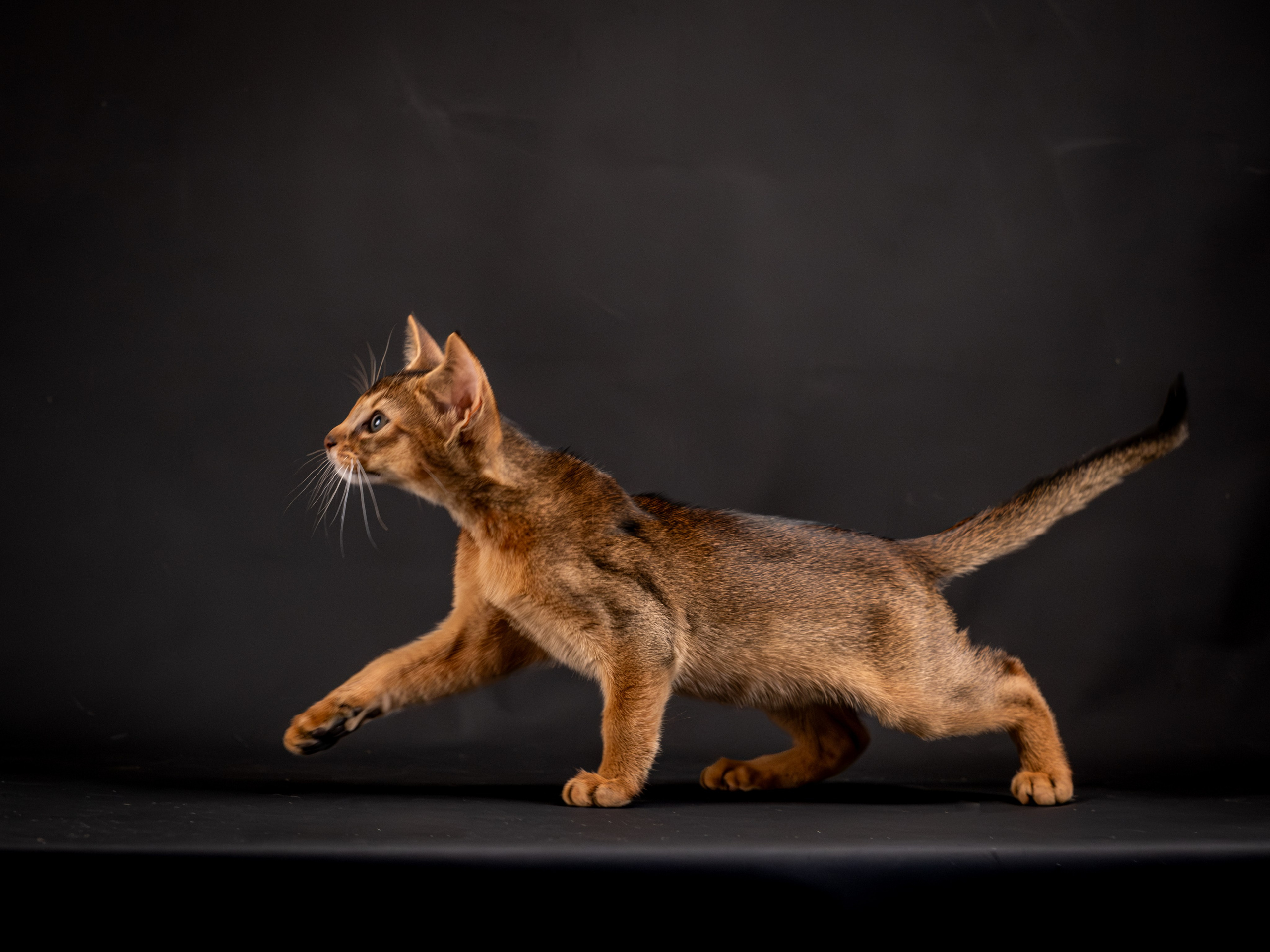 Абиссинцы для Натальи). Зоофотограф, фотограф животных в Москве и области Дина Дамоцева