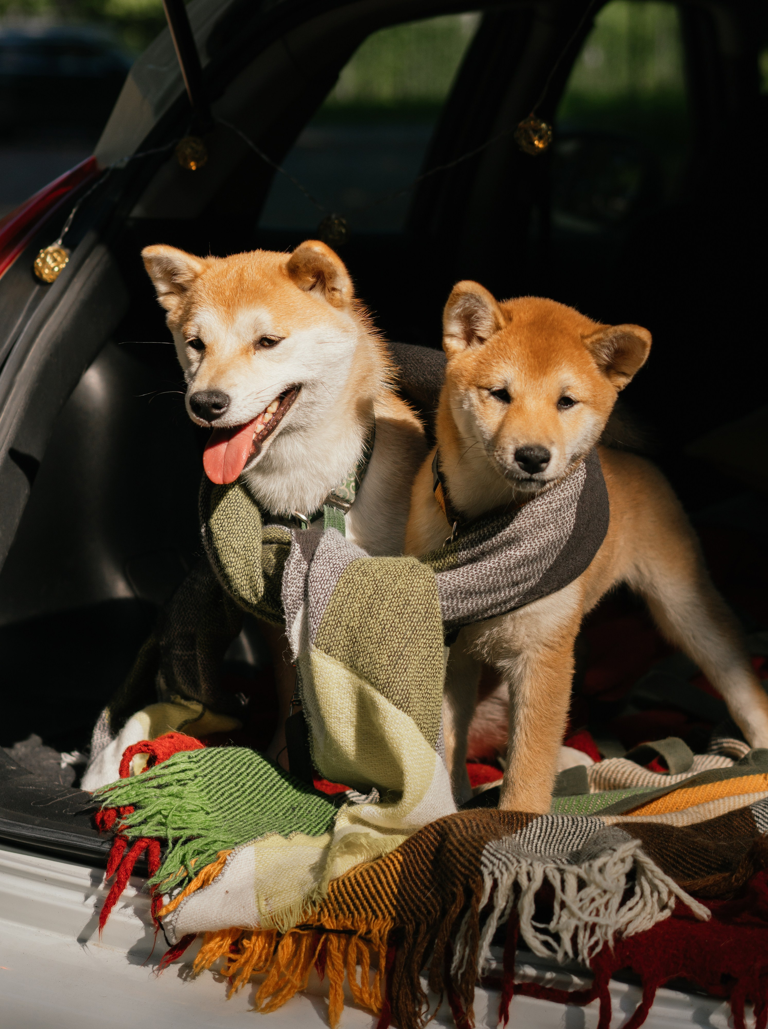 Любимые питомцы. Живые снимки! Фотограф Даша Бендер