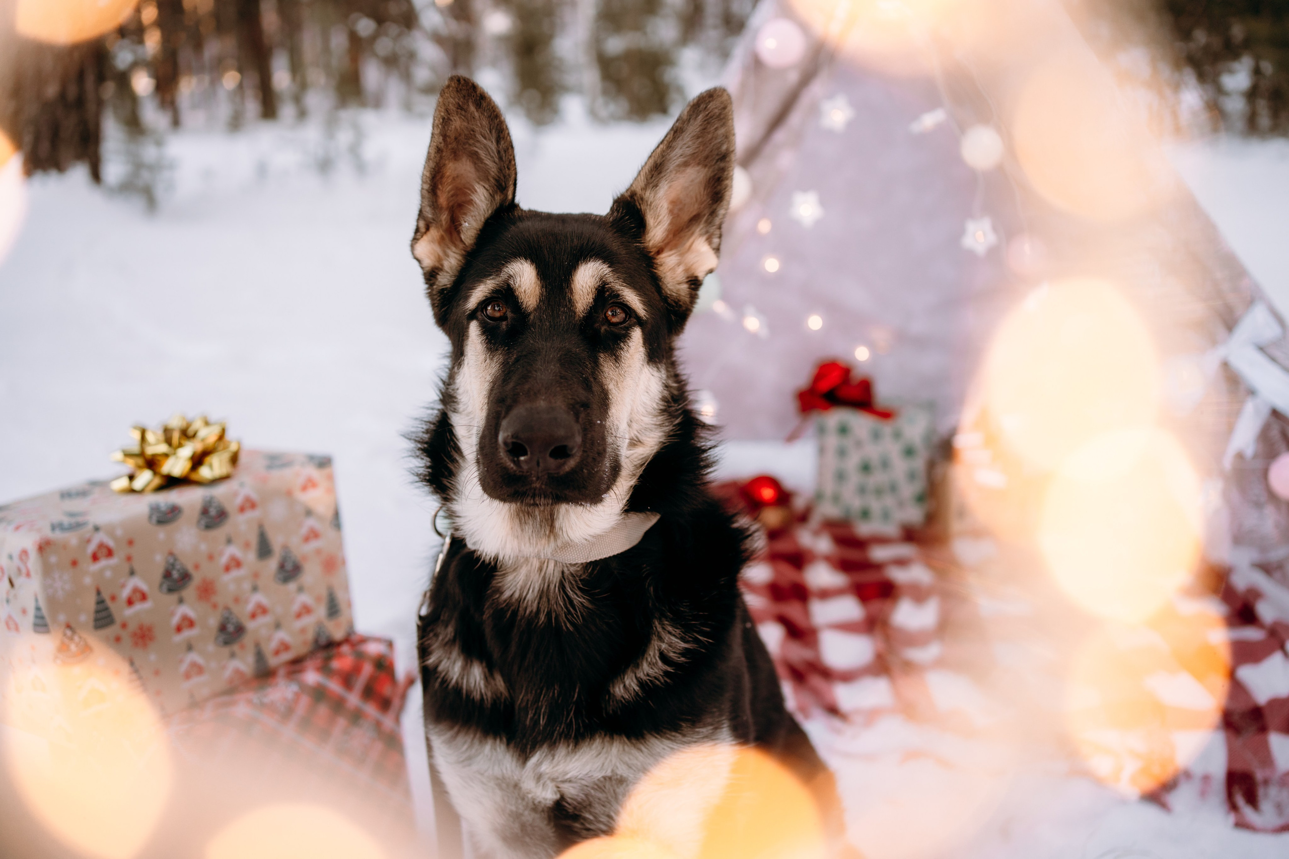 Г. Миасс 2023-2024. Фотограф-анималист Анастасия Большакова