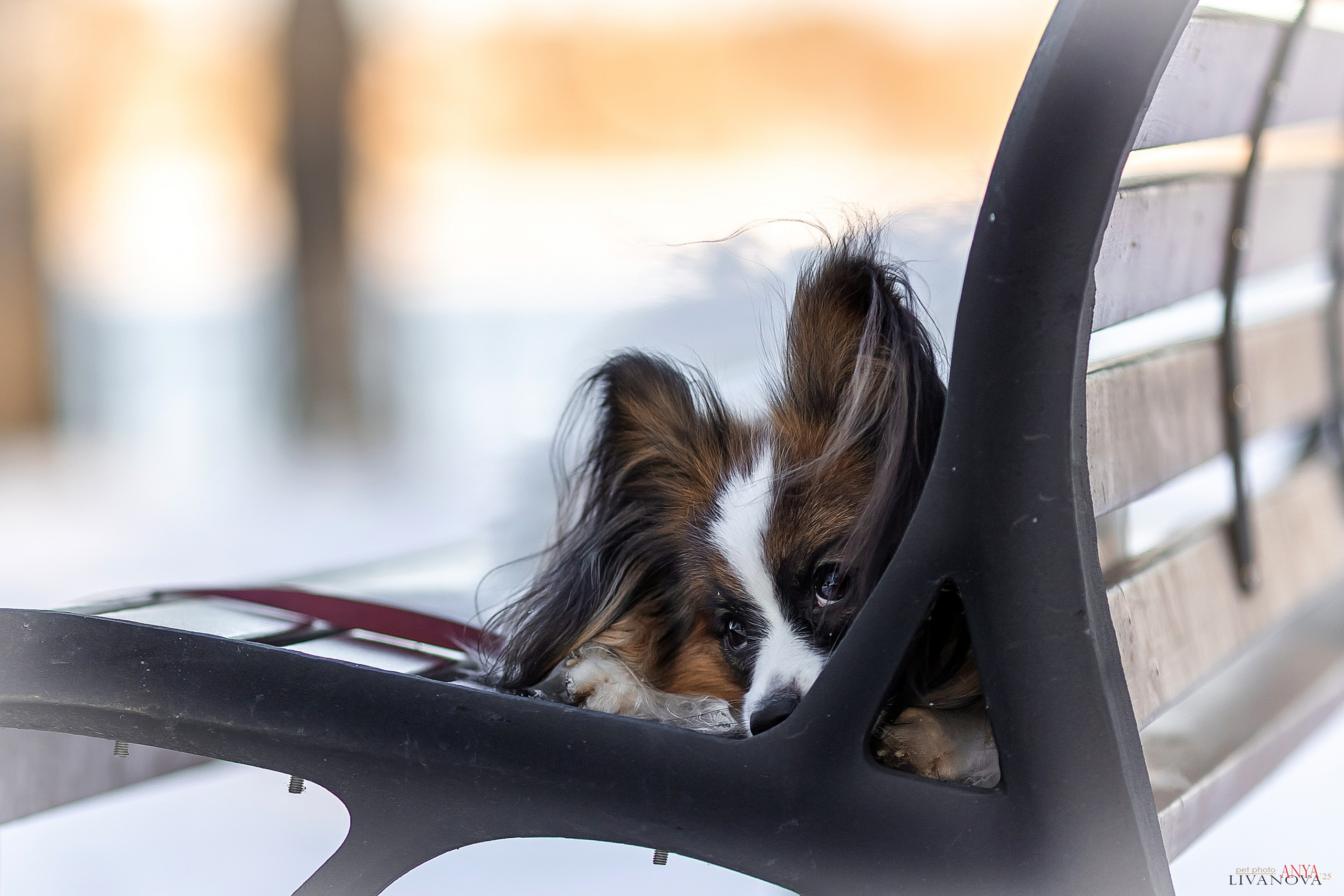 Хьюстон. Фотограф анималист Аня Ливанова | Рыбинск