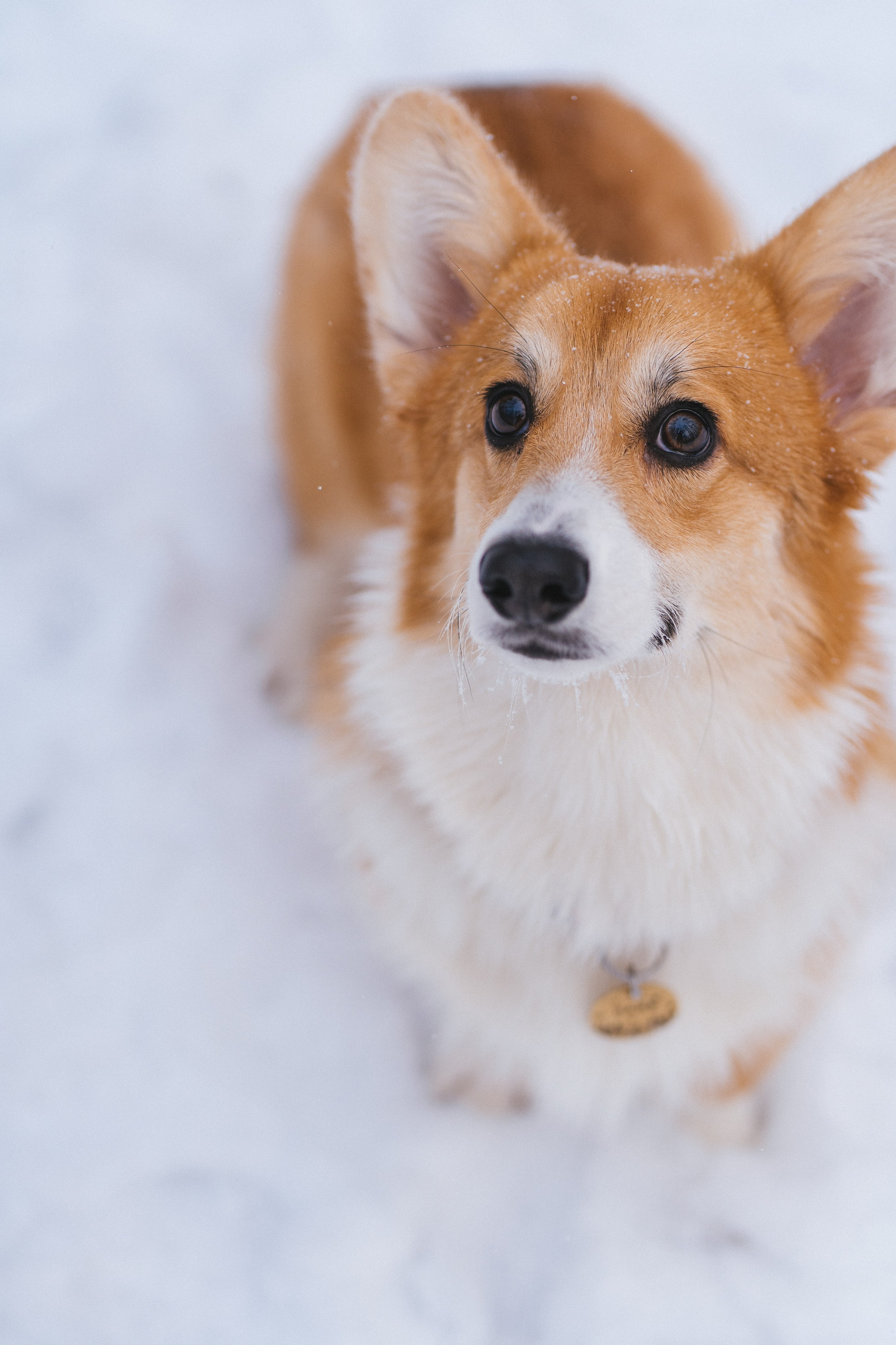 Агата и Лайк. Свадебный фотограф в Москве Анна Полушина