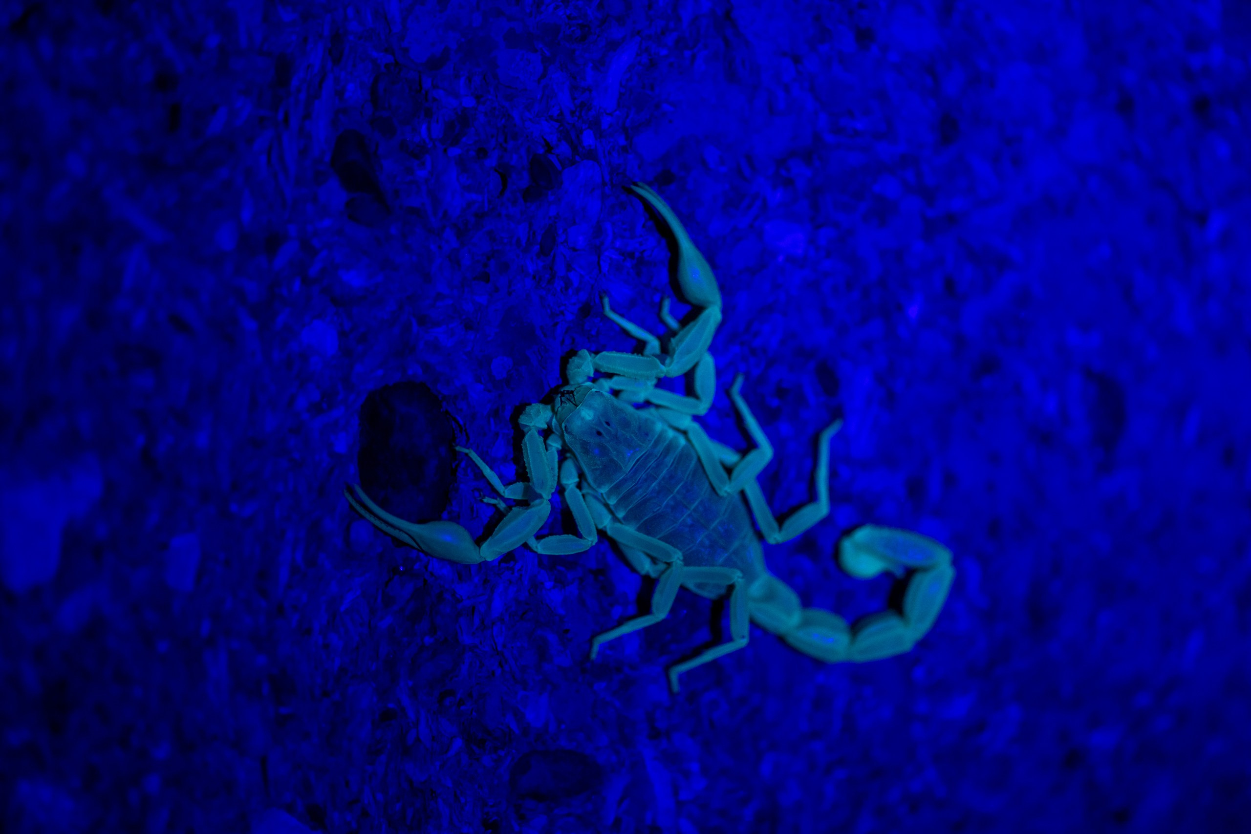 Природа Дагестана, сентябрь 2024. Foto-Zuev фотография как искусство