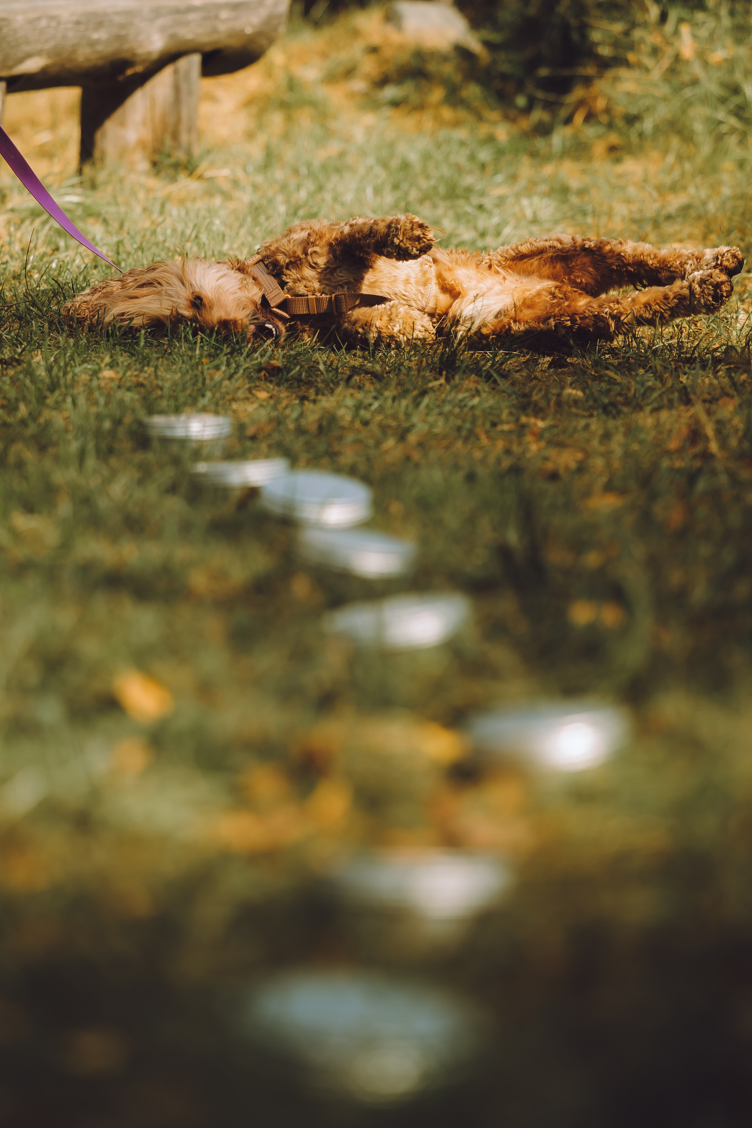 Выездной дог-тренинг от школы «Шерсть имею», Тованово