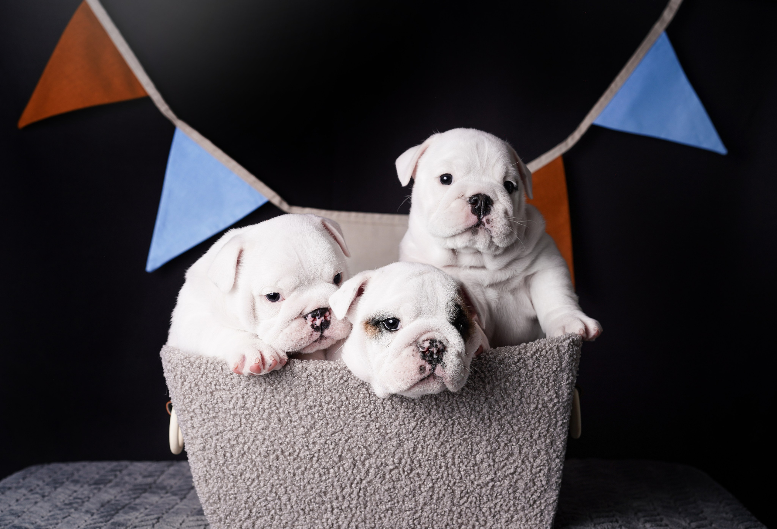 Щенки бульдога. Фотограф-анималист в Санкт-Петербурге Яна Мартынова