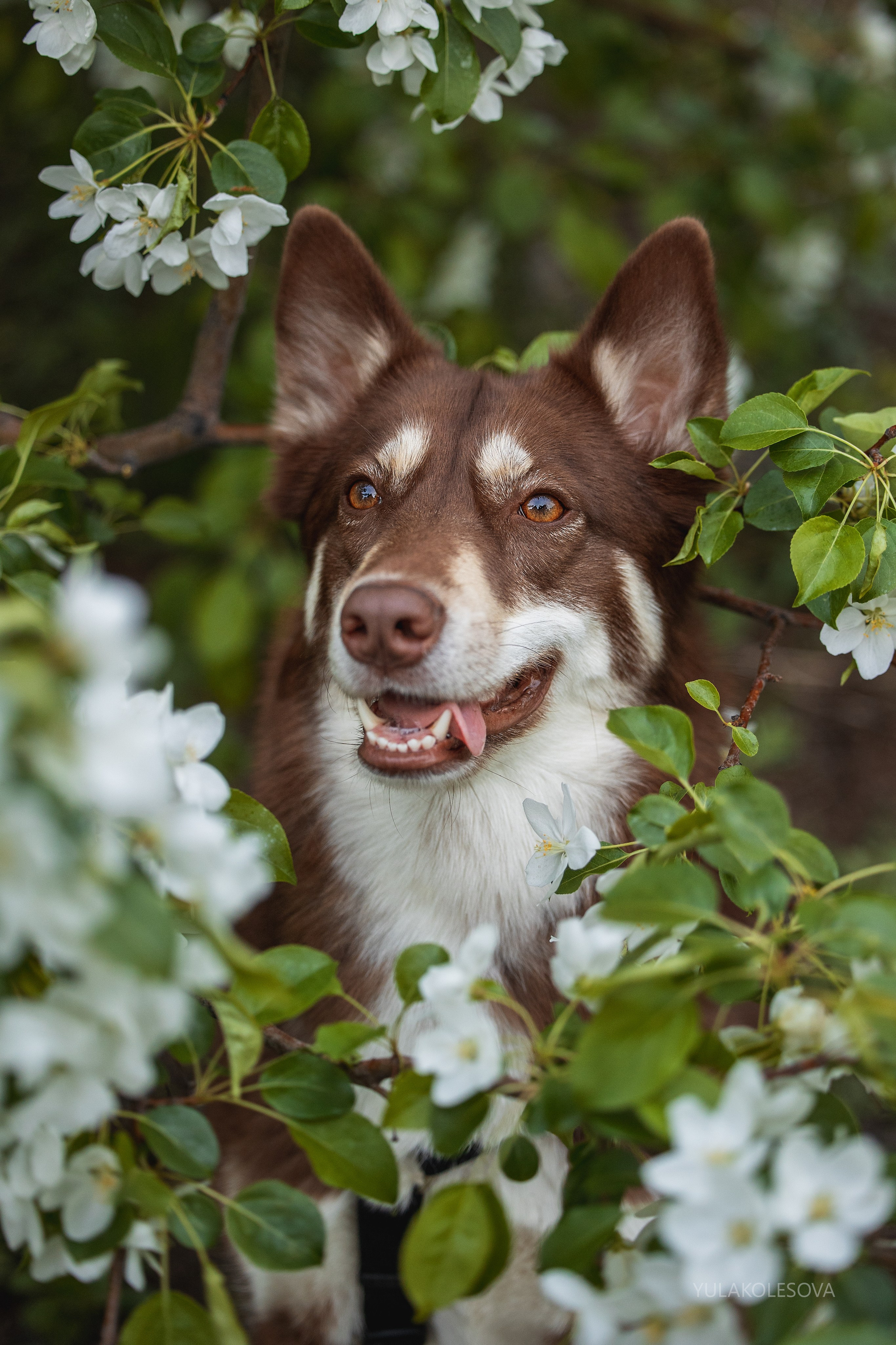 Яблони. YULA KOLESOVA | Фотограф — Анималист | Художник | Тюмень