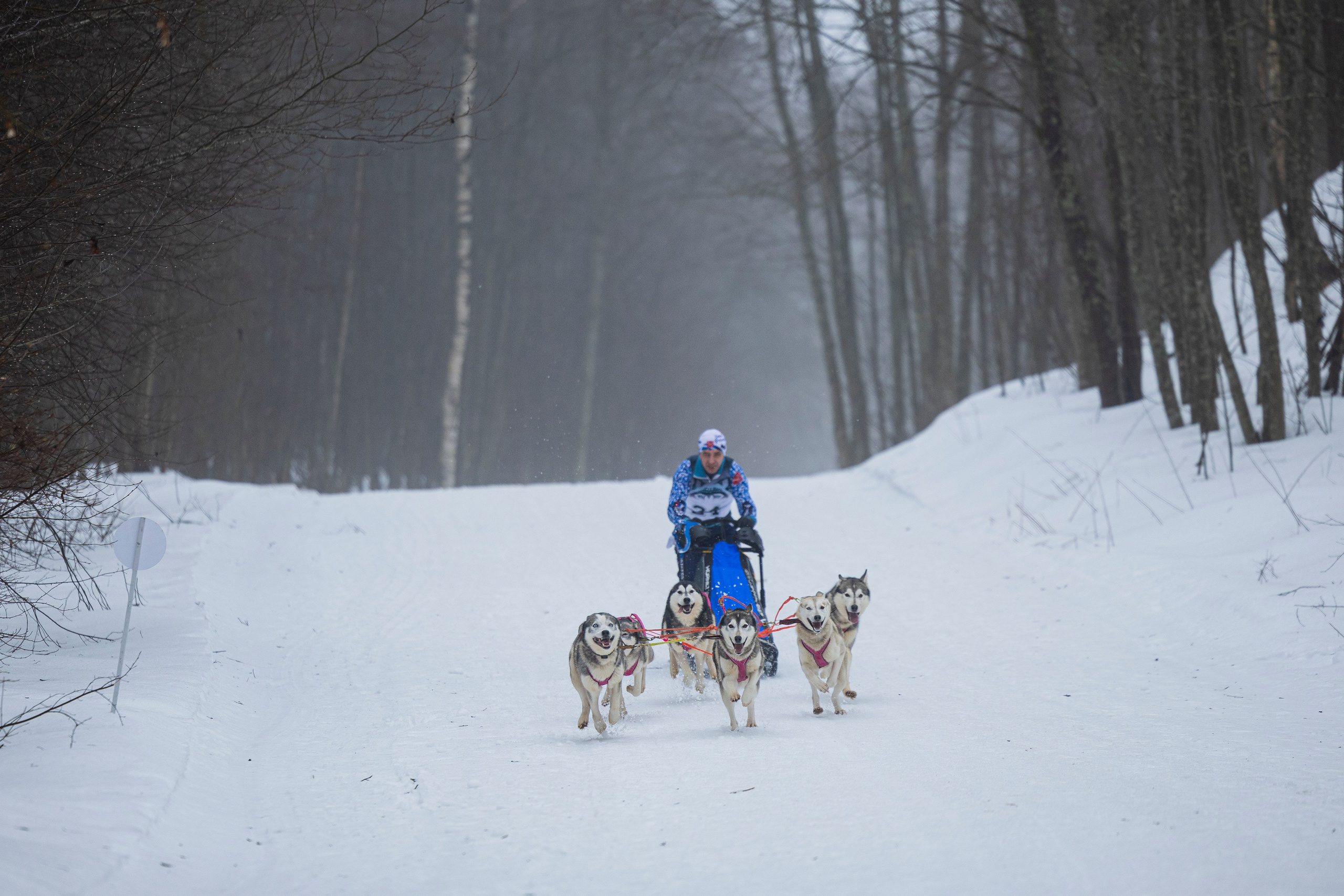 Зимний Чемпионат Санкт-Петербурга по ездовому спорту. Фотограф-анималист Анна Маринич