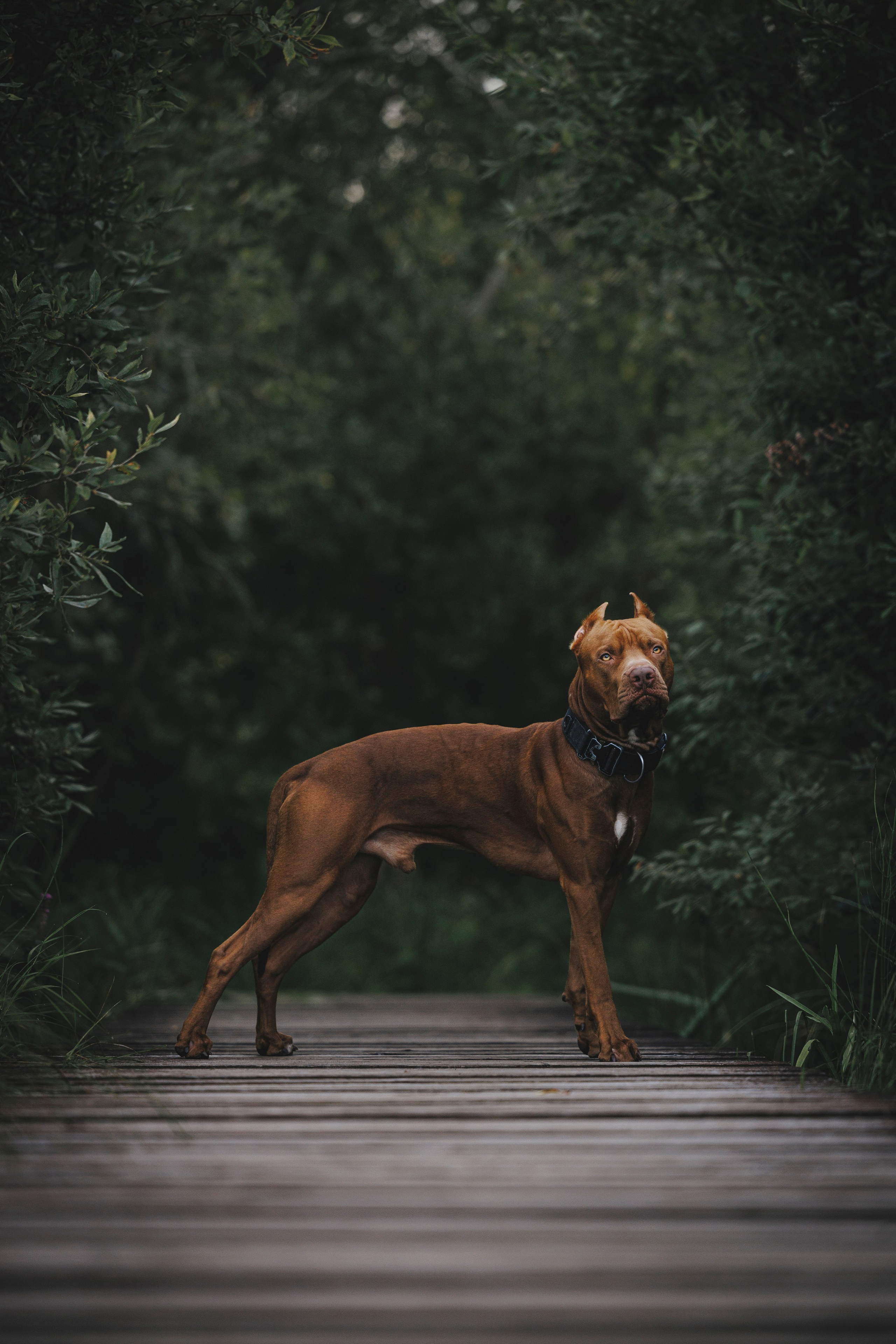 Яна и Энди. Фотограф-анималист Анна Маринич