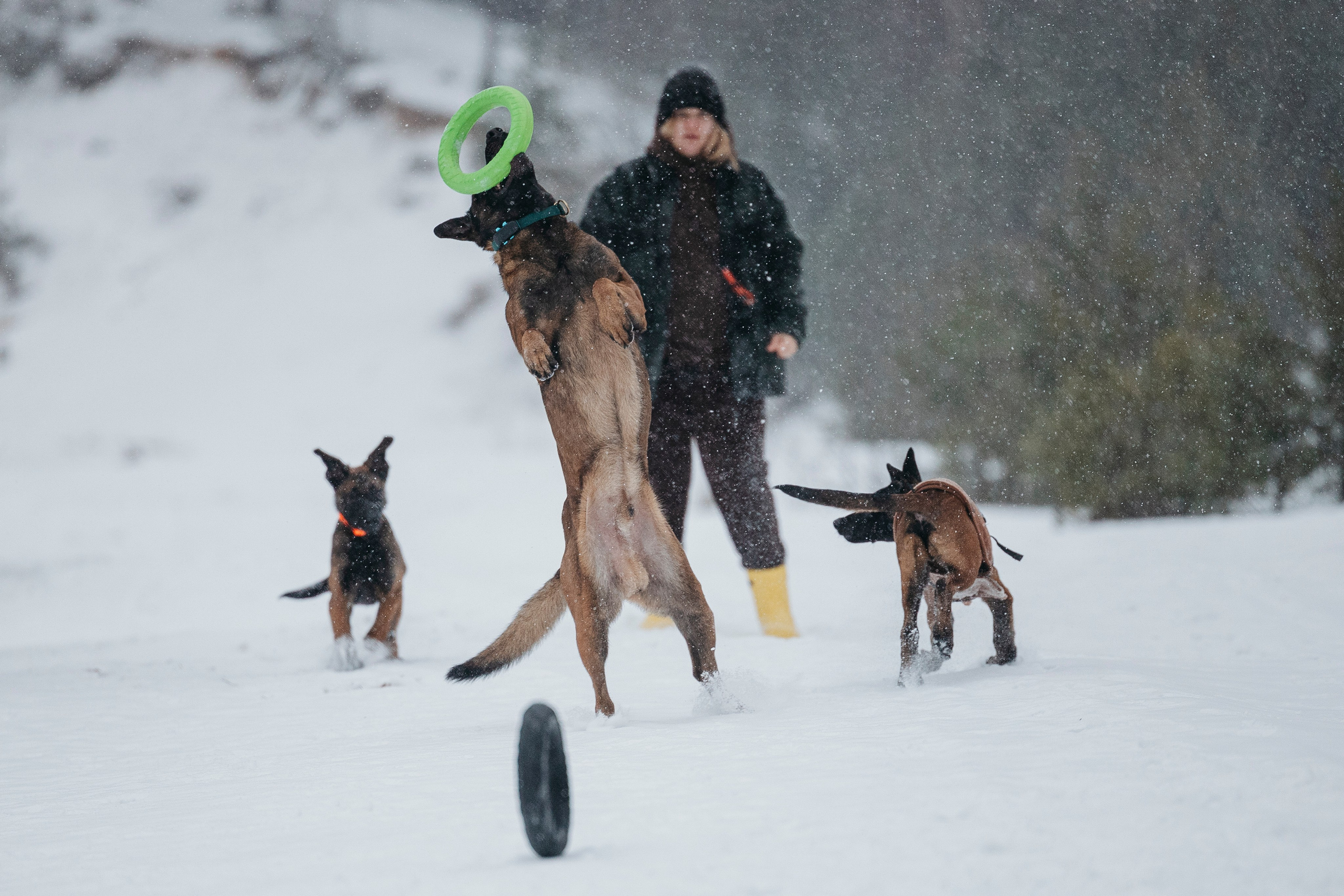 Карьер. Фотограф-анималист Анна Маринич