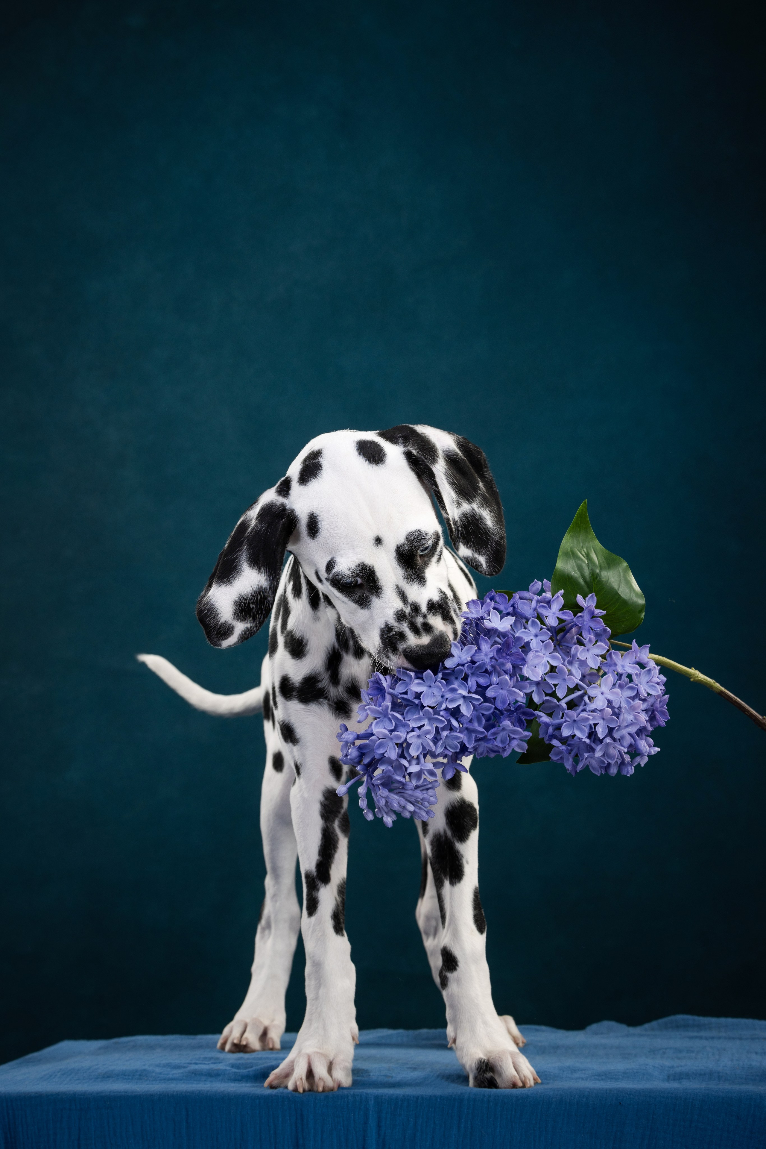 Далматин Одри. Фотограф анималист Осипчикова Мария