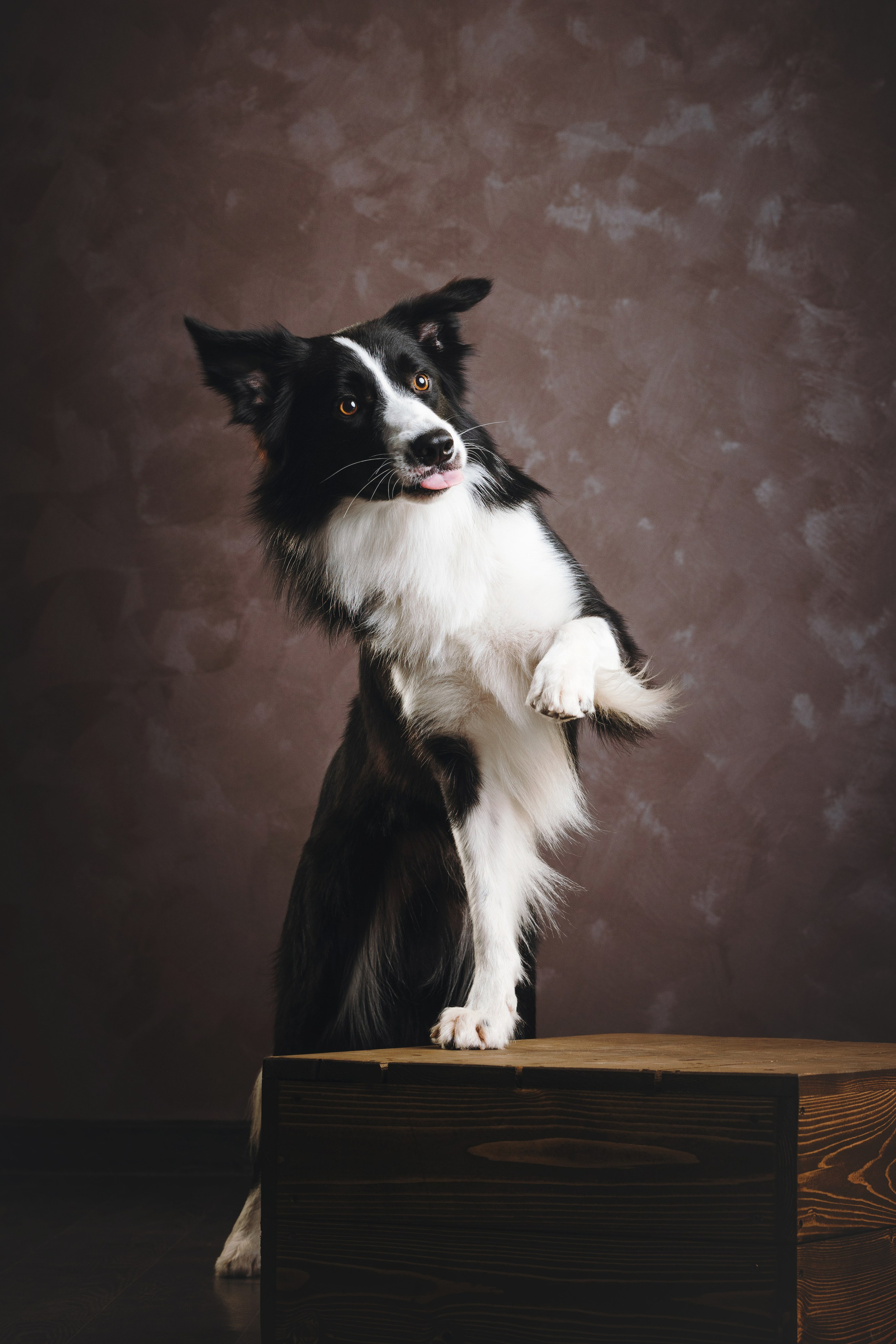 Бордер-колли. Фотограф анималист Осипчикова Мария