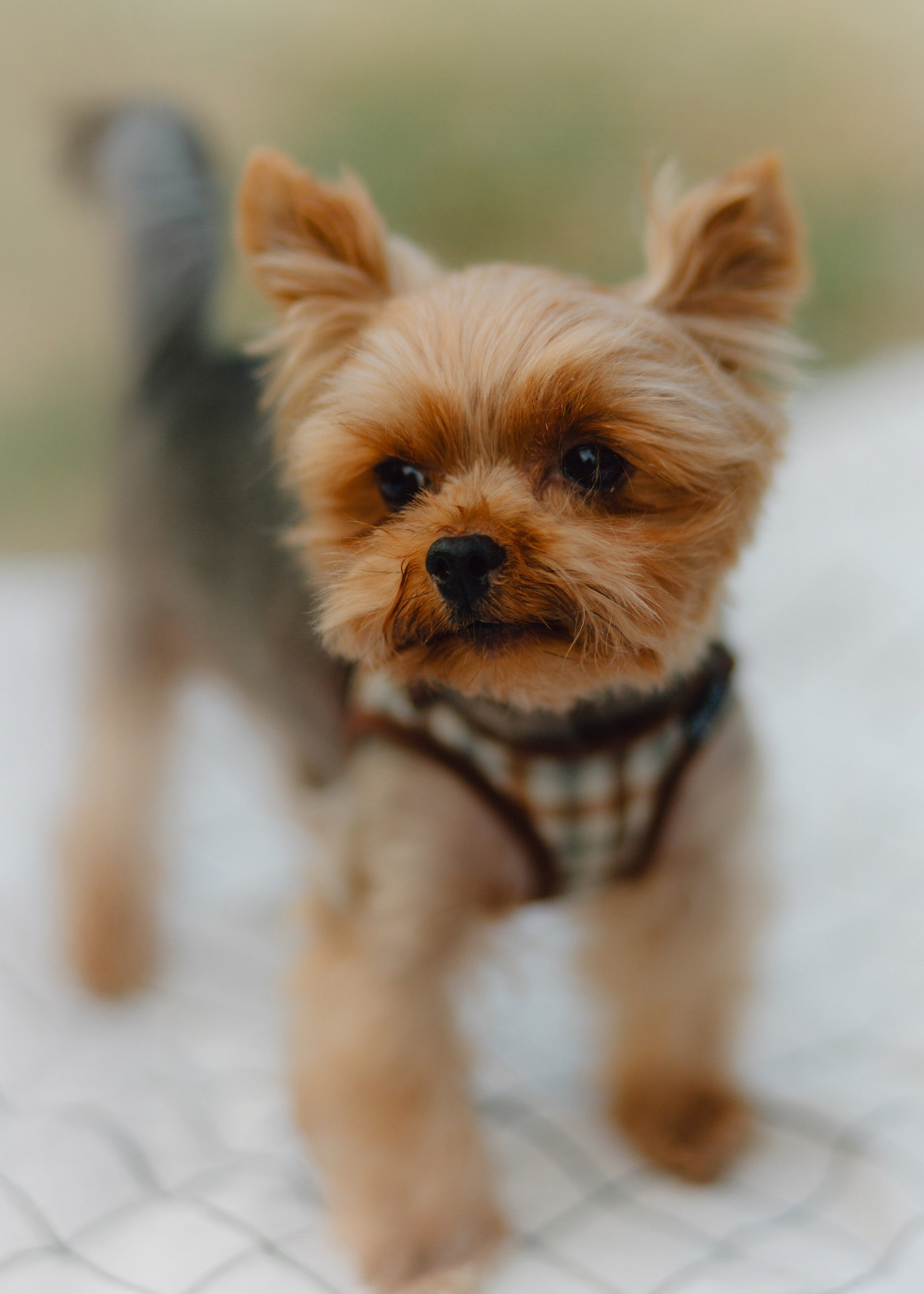 Julia & Her Playful Stitch. Barbara Isaeva